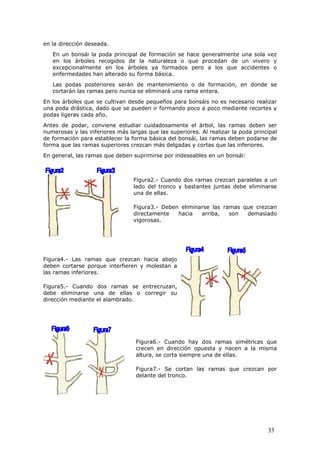 en la dirección deseada.
En un bonsái la poda principal de formación se hace generalmente una sola vez
en los árboles recogidos de la naturaleza o que procedan de un vivero y
excepcionalmente en los árboles ya formados pero a los que accidentes o
enfermedades han alterado su forma básica.
Las podas posteriores serán de mantenimiento o de formación, en donde se
cortarán las ramas pero nunca se eliminará una rama entera.
En los árboles que se cultivan desde pequeños para bonsáis no es necesario realizar
una poda drástica, dado que se pueden ir formando poco a poco mediante recortes y
podas ligeras cada año.
Antes de podar, conviene estudiar cuidadosamente el árbol, las ramas deben ser
numerosas y las inferiores más largas que las superiores. Al realizar la poda principal
de formación para establecer la forma básica del bonsái, las ramas deben podarse de
forma que las ramas superiores crezcan más delgadas y cortas que las inferiores.
En general, las ramas que deben suprimirse por indeseables en un bonsái:
Figura2.- Cuando dos ramas crezcan paralelas a un
lado del tronco y bastantes juntas debe eliminarse
una de ellas.
Figura3.- Deben eliminarse las ramas que crezcan
directamente hacia arriba, son demasiado
vigorosas.
Figura4.- Las ramas que crezcan hacia abajo
deben cortarse porque interfieren y molestan a
las ramas inferiores.
Figura5.- Cuando dos ramas se entrecruzan,
debe eliminarse una de ellas o corregir su
dirección mediante el alambrado.
Figura6.- Cuando hay dos ramas simétricas que
crecen en dirección opuesta y nacen a la misma
altura, se corta siempre una de ellas.
Figura7.- Se cortan las ramas que crezcan por
delante del tronco.
33
 