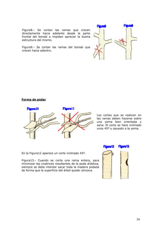 Figura8.- Se cortan las ramas que crecen
directamente hacia adelante desde la parte
frontal del bonsái e impiden apreciar la buena
estructura del mismo.
Figura9.- Se cortan las ramas del bonsái que
crecen hacia adentro.
Forma de podar
Los cortes que se realicen en
las ramas deben hacerse sobre
una yema bien orientada y
sana. El corte se hace inclinado
unos 45º y opuesto a la yema.
En la Figura12 aparece un corte inclinado 45º.
Figura13.- Cuando se corta una rama entera, para
minimizar las cicatrices resultantes de la poda drástica,
siempre se debe intentar sacar toda la madera podada
de forma que la superficie del árbol quede cóncava.
34
 