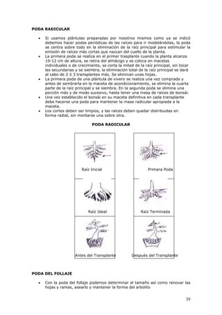 PODA RADICULAR
• Si usamos plántulas preparadas por nosotros mismos como ya se indicó
debemos hacer podas periódicas de las raíces para ir modelándolas, la poda
se centra sobre todo en la eliminación de la raíz principal para estimular la
emisión de raíces más cortas que nazcan del cuello de la planta.
• La primera poda se realiza en el primer trasplante cuando la planta alcanza
10-12 cm de altura, se retira del almácigo y se coloca en macetas
individuales o de crecimiento, se corta la mitad de la raíz principal, sin tocar
las secundarias y se siembra, la eliminación total de la raíz principal se dará
al cabo de 2 ó 3 transplantes más. Se eliminan unas hojas.
• La primera poda de una plántula de vivero se realiza una vez comprada y
antes de sembrarla en la maceta de acondicionamiento, se elimina la cuarta
parte de la raíz principal y se siembra. En la segunda poda se elimina una
porción más y de modo sucesivo, hasta tener una masa de raíces de bonsái.
• Una vez establecido el bonsái en su maceta definitiva en cada transplante
debe hacerse una poda para mantener la masa radicular apropiada a la
maceta.
• Los cortes deben ser limpios, y las raíces deben quedar distribuidas en
forma radial, sin montarse una sobre otra.
PODA RADICULAR
Raíz Inicial Primera Poda
Raíz Ideal Raíz Terminada
Antes del Transplante Después del Transplante
ODA DEL FOLLAJE
• Con la poda del follaje podemos determinar el tamaño así como renovar las
hojas y ramas, asearlo y mantener la forma del arbolito
P
39
 