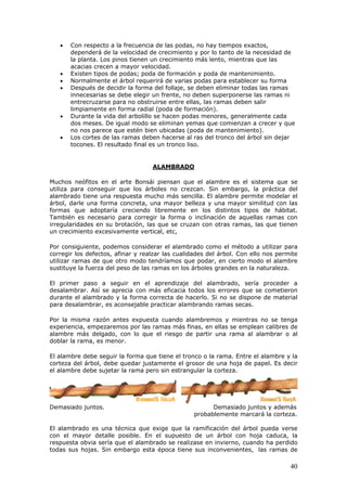 • Con respecto a la frecuencia de las podas, no hay tiempos exactos,
dependerá de la velocidad de crecimiento y por lo tanto de la necesidad de
la planta. Los pinos tienen un crecimiento más lento, mientras que las
acacias crecen a mayor velocidad.
• Existen tipos de podas; poda de formación y poda de mantenimiento.
• Normalmente el árbol requerirá de varias podas para establecer su forma
• Después de decidir la forma del follaje, se deben eliminar todas las ramas
innecesarias se debe elegir un frente, no deben superponerse las ramas ni
entrecruzarse para no obstruirse entre ellas, las ramas deben salir
limpiamente en forma radial (poda de formación).
• Durante la vida del arbolillo se hacen podas menores, generalmente cada
dos meses. De igual modo se eliminan yemas que comienzan a crecer y que
no nos parece que estén bien ubicadas (poda de mantenimiento).
• Los cortes de las ramas deben hacerse al ras del tronco del árbol sin dejar
tocones. El resultado final es un tronco liso.
ALAMBRADO
Muchos neófitos en el arte Bonsái piensan que el alambre es el sistema que se
utiliza para conseguir que los árboles no crezcan. Sin embargo, la práctica del
alambrado tiene una respuesta mucho más sencilla. El alambre permite modelar el
árbol, darle una forma concreta, una mayor belleza y una mayor similitud con las
formas que adoptaría creciendo libremente en los distintos tipos de hábitat.
También es necesario para corregir la forma o inclinación de aquellas ramas con
irregularidades en su brotación, las que se cruzan con otras ramas, las que tienen
un crecimiento excesivamente vertical, etc,
Por consiguiente, podemos considerar el alambrado como el método a utilizar para
corregir los defectos, afinar y realzar las cualidades del árbol. Con ello nos permite
utilizar ramas de que otro modo tendríamos que podar, en cierto modo el alambre
sustituye la fuerza del peso de las ramas en los árboles grandes en la naturaleza.
El primer paso a seguir en el aprendizaje del alambrado, sería proceder a
desalambrar. Así se aprecia con más eficacia todos los errores que se cometieron
durante el alambrado y la forma correcta de hacerlo. Si no se dispone de material
para desalambrar, es aconsejable practicar alambrando ramas secas.
Por la misma razón antes expuesta cuando alambremos y mientras no se tenga
experiencia, empezaremos por las ramas más finas, en ellas se emplean calibres de
alambre más delgado, con lo que el riesgo de partir una rama al alambrar o al
doblar la rama, es menor.
El alambre debe seguir la forma que tiene el tronco o la rama. Entre el alambre y la
corteza del árbol, debe quedar justamente el grosor de una hoja de papel. Es decir
el alambre debe sujetar la rama pero sin estrangular la corteza.
Demasiado juntos. Demasiado juntos y además
probablemente marcará la corteza.
El alambrado es una técnica que exige que la ramificación del árbol pueda verse
con el mayor detalle posible. En el supuesto de un árbol con hoja caduca, la
respuesta obvia sería que el alambrado se realizase en invierno, cuando ha perdido
todas sus hojas. Sin embargo esta época tiene sus inconvenientes, las ramas de
40
 
