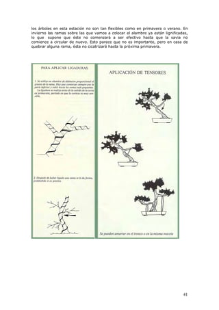 los árboles en esta estación no son tan flexibles como en primavera o verano. En
invierno las ramas sobre las que vamos a colocar el alambre ya están lignificadas,
lo que supone que éste no comenzará a ser efectivo hasta que la savia no
comience a circular de nuevo. Esto parece que no es importante, pero en casa de
quebrar alguna rama, ésta no cicatrizará hasta la próxima primavera.
41
 