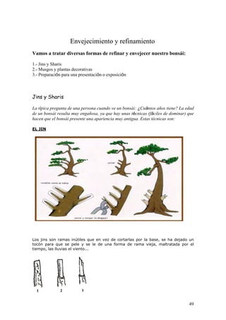 Envejecimiento y refinamiento
Vamos a tratar diversas formas de refinar y envejecer nuestro bonsái:
1.- Jins y Sharis
2.- Musgos y plantas decorativas
3.- Preparación para una presentación o exposición
Jins y Sharis
La típica pregunta de una persona cuando ve un bonsái: ¿Cuántos años tiene? La edad
de un bonsái resulta muy engañosa, ya que hay unas técnicas (fáciles de dominar) que
hacen que el bonsái presente una apariencia muy antigua. Estas técnicas son:
EL JIN
Los jins son ramas inútiles que en vez de cortarlas por la base, se ha dejado un
tocón para que se pele y se le de una forma de rama vieja, maltratada por el
tiempo, las lluvias el viento...
49
 