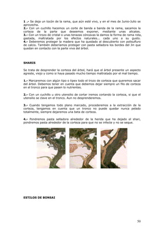 1 .- Se deja un tocón de la rama, que aún esté vivo, y en el mes de Junio-Julio se
aprovecha.
2.- Con un cuchillo hacemos un corte de banda a banda de la rama, sacamos la
corteza de la parte que deseemos exponer, mediante unas alicates.
3.- Con un trozo de cristal o unas tenazas cóncavas la damos la forma de rama rota,
gastada, maltratada por los efectos naturales... cada uno a su gusto.
4.- Deberemos proteger la madera que ha quedado al descubierto con polisulfuro
de calcio. También deberíamos proteger con pasta selladora los bordes del Jin que
quedan en contacto con la parte viva del árbol.
SHARIS
Se trata de desprender la corteza del árbol, hará que el árbol presente un aspecto
agreste, viejo y como si haya pasado mucho tiempo maltratado por el mal tiempo.
1.- Marcaremos con algún tipo o tipex todo el trozo de corteza que queremos sacar
del árbol. Debemos tener en cuenta que debemos dejar siempre un filo de corteza
en el tronco para que pasen lo nutrientes.
2.- Con un cuchillo u otro utensilio de cortar iremos cortando la corteza, si que el
utensilio se clave en el tronco. Aun no desprenderemos.
3.- Cuando tengamos todo plano marcado, procederemos a la extracción de la
corteza, tengamos en cuenta que un tronco no puede quedar nunca pelado
totalmente, siempre dejaremos una beta de corteza.
4.- Pondremos pasta selladora alrededor de la herida que ha dejado el shari,
pondremos pasta alrededor de la corteza para que no se infecte y no se seque.
ESTILOS DE BONSAI
50
 