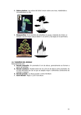 8. Sobre piedras: Las raíces del árbol crecen sobre una roca, rodeándola o
incrustándose en ella
9. ndo de imitar un
12. TAMAÑOS DEL BONSAI
Esencialmente son:
1. Bonsái pequeño: En promedio 8 cm de altura, generalmente se forman a
partir de semillas
2. Bonsái mediano: Pueden tener de 15 a 25 cm de altura como promedio. Es
el más difundido por ser el que se adapta mejor a diferentes condiciones de
manejo y espacio
3. Bonsái grande: su altura puede ir entre 40-80cm
4. Gran Bonsái: llega a 1,20 m de altura
Bosquecillos: Es la siembra de arbolillos en grupo, trata
bosque. Los de mayor altura deben ir al centro y las bajas en el perímetro.
53
 