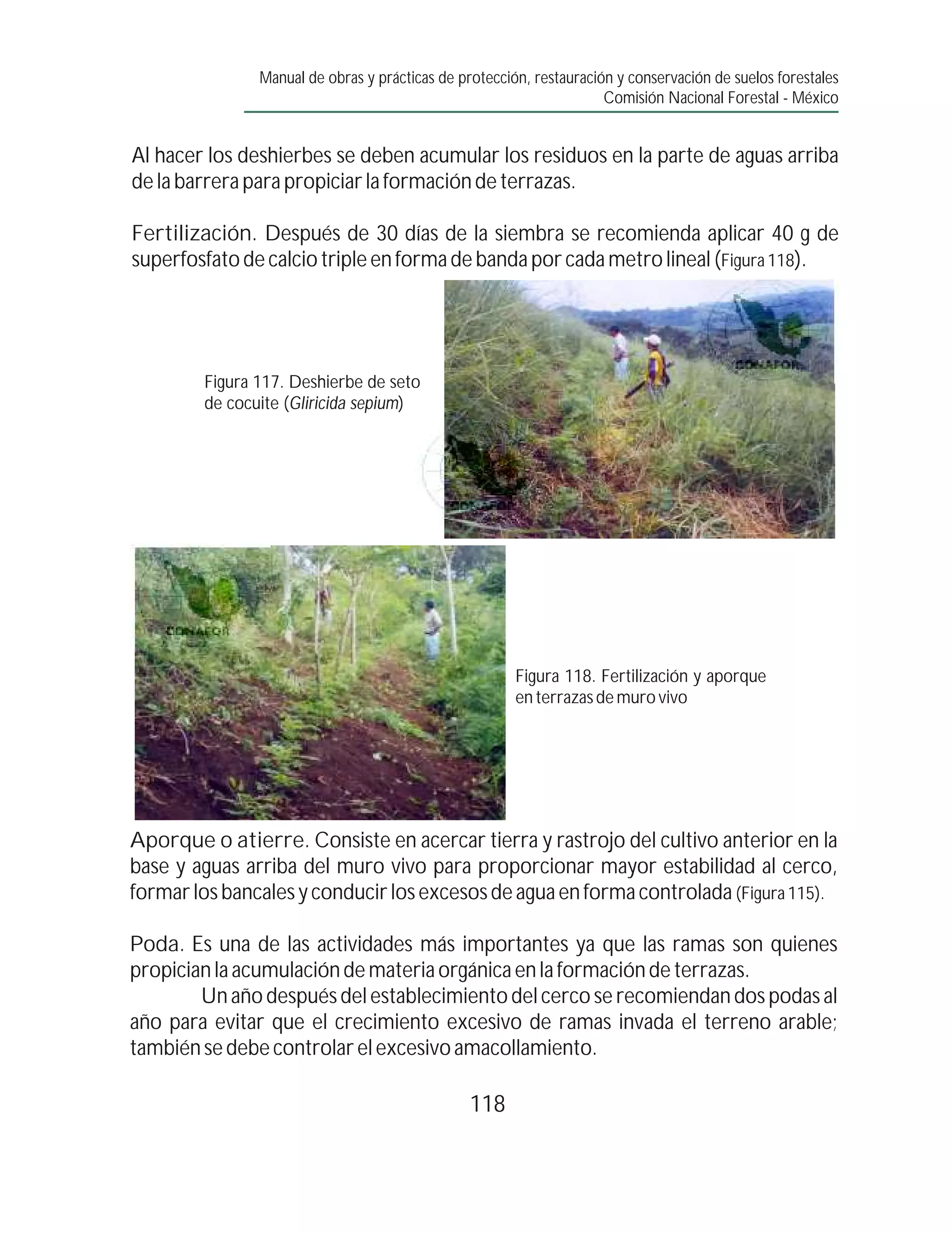 Manual de obras y prácticas de protección, restauración y conservación de suelos forestales
                                                                     Comisión Nacional Forestal - México


Al hacer los deshierbes se deben acumular los residuos en la parte de aguas arriba
de la barrera para propiciar la formación de terrazas.

Fertilización. Después de 30 días de la siembra se recomienda aplicar 40 g de
superfosfato de calcio triple en forma de banda por cada metro lineal (Figura 118).




        Figura 117. Deshierbe de seto
        de cocuite (Gliricida sepium)




                                                       Figura 118. Fertilización y aporque
                                                       en terrazas de muro vivo




Aporque o atierre. Consiste en acercar tierra y rastrojo del cultivo anterior en la
base y aguas arriba del muro vivo para proporcionar mayor estabilidad al cerco,
formar los bancales y conducir los excesos de agua en forma controlada (Figura 115).

Poda. Es una de las actividades más importantes ya que las ramas son quienes
propician la acumulación de materia orgánica en la formación de terrazas.
        Un año después del establecimiento del cerco se recomiendan dos podas al
año para evitar que el crecimiento excesivo de ramas invada el terreno arable;
también se debe controlar el excesivo amacollamiento.

                                                118
 