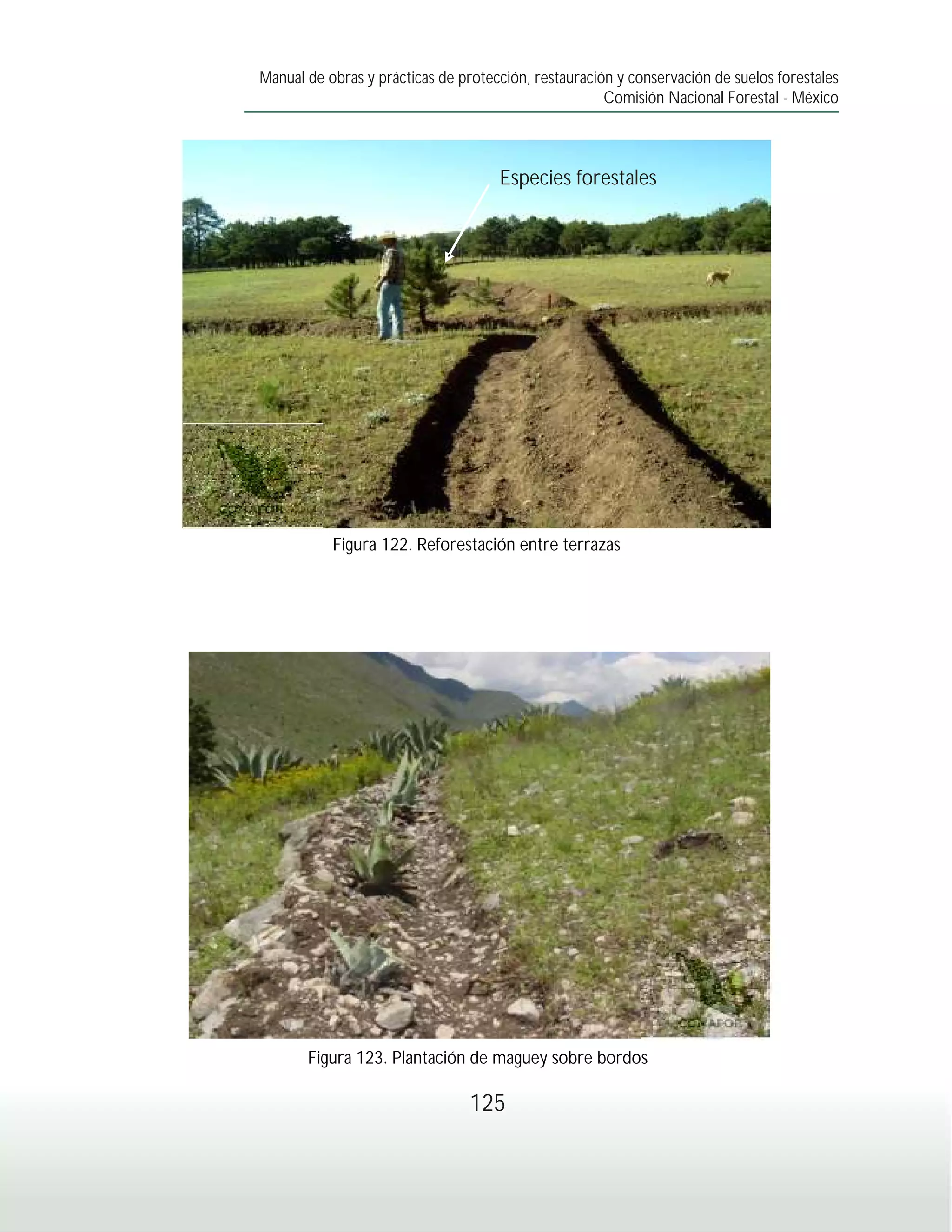 Manual de obras y prácticas de protección, restauración y conservación de suelos forestales
                                                      Comisión Nacional Forestal - México



                                     Especies forestales




           Figura 122. Reforestación entre terrazas




       Figura 123. Plantación de maguey sobre bordos

                                 125
 