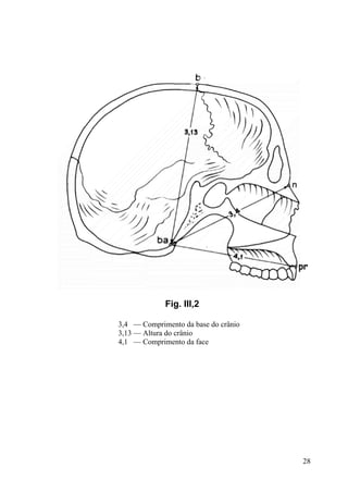 28
Fig. III,2
3,4 — Comprimento da base do crânio
3,13 — Altura do crânio
4,1 — Comprimento da face
 