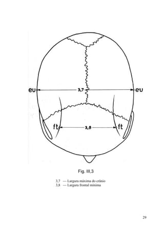29
Fig. III,3
3,7 — Largura máxima do crânio
3,8 — Largura frontal mínima
 