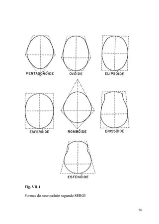 56
Fig. VII,1
Formas do neurocrânio segundo SERGI
 