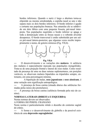 64
bordos inferiores. Quando o nariz é largo a abertura torna-se
elipsóide ou mesmo arredondada, a espinha nasal se une e não
separa mais os dois bordos inferiores. O bordo inferior é agudo
e cortante nas populações brancas. Nas amarelas ele se subdivi-
de em dois lábios com uma pequena fosseta, pré-nasal inter-
posta. Nas populações negróides o bordo inferior se apaga e
toda a demarcação entre as fossas nasais e o rebordo alveolar
desaparece. O bordo transversal é então substituído por um sul-
co pré-nasal ântero-posterior, que algumas vezes recebe impro-
priamente o nome, de goteira simiesca (Fig. VII,6).
Fig. VII,6
— O desenvolvimento e as variações dos malares. A saliência
dos malares é especialmente marcada nas populações mongolóides.
Trata-se de uma projeção frontal e lateral do osso malar. Como resul-
tado da presença de uma ou duas suturas suplementares, em posições
variáveis, se observam malares bipartidos ou tripartidos sempre, en-
tretanto, em uma percentagem mínima.
A bipartição do malar, osso japonicum e osso ainoicum, é
uma variação sem significação antropológica.
— A presença da fossa canina (situada abaixo das saliências for-
madas pelas raízes dos premolares).
— A presença da bossa canina (saliência formada pela raiz do ca-
nino).
NORMAS LATERAIS (DIREITA E ESQUERDA)
Nestas normas devem ser observados:
A FORMA DO PERFIL CRANIANO
Nesta norma é particularmente nítido o desenho do contorno sagital
do crânio.
— A forma e o desenvolvimento da glabella e da possível exis-
tência de uma depressão supraglabelar.
 