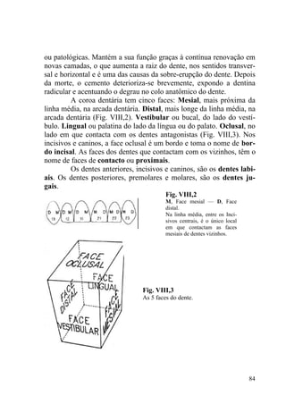 84
ou patológicas. Mantém a sua função graças à contínua renovação em
novas camadas, o que aumenta a raiz do dente, nos sentidos transver-
sal e horizontal e é uma das causas da sobre-erupção do dente. Depois
da morte, o cemento deterioriza-se brevemente, expondo a dentina
radicular e acentuando o degrau no colo anatômico do dente.
A coroa dentária tem cinco faces: Mesial, mais próxima da
linha média, na arcada dentária. Distal, mais longe da linha média, na
arcada dentária (Fig. VIII,2). Vestibular ou bucal, do lado do vestí-
bulo. Lingual ou palatina do lado da língua ou do palato. Oclusal, no
lado em que contacta com os dentes antagonistas (Fig. VIII,3). Nos
incisivos e caninos, a face oclusal é um bordo e toma o nome de bor-
do incisal. As faces dos dentes que contactam com os vizinhos, têm o
nome de faces de contacto ou proximais.
Os dentes anteriores, incisivos e caninos, são os dentes labi-
ais. Os dentes posteriores, premolares e molares, são os dentes ju-
gais.
Fig. VIII,2
M, Face mesial — D, Face
distal.
Na linha média, entre os Inci-
sivos centrais, é o único local
em que contactam as faces
mesiais de dentes vizinhos.
Fig. VIII,3
As 5 faces do dente.
 