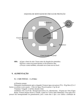 ESQUEMA DE MONTAGEM DO CÍRCULO DE PROTEÇÃO
Comedouro Gás
Círculo de proteção Campânula
Bebedouro
Cama forrada com jornal
OBS.: a)Ligar a fonte de calor 2 horas antes da chegada dos pintainhos.
b)Forrar a cama com jornal durante os três primeiros dias.
c)Trocar a cama molhada, colocando nova cama seca no local.
9. ALIMENTAÇÃO
9.1. FASE INICIAL – 1 a 30 dias:
a) Primeira semana:
Hidratação (imediatamente após a chegada): Fornecer água com açúcar (5%) - 50 gr/litro (2,5 a 3
horas), ou utilizar o soro caseiro - 1 litro de Água, 50 gr de açúcar e 5 gr de sal.
Vitaminas: Vitagold - 2 ml/litro durante 6 dias
Antibiótico: Do 2º ao 6º dia - Dosagem preventiva. Ex.: Quemicetina – 30 gotas em 1 litro d’água
Ração: Fornecer Ração Inicial à vontade, a partir de 3 horas (após hidratação). Esta ração deve
possuir boa homogeneidade da granulometria, pois é nesta fase é que a ave realiza a definição do
 