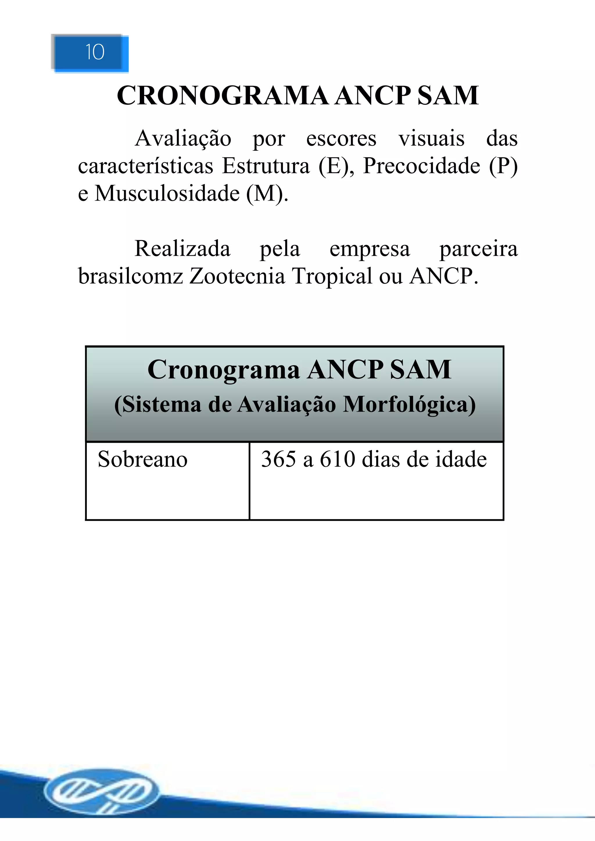 10

     CRONOGRAMA ANCP SAM
      Avaliação por escores visuais das
características Estrutura (E), Precocidade (P)
e Musculosidade (M).

      Realizada pela empresa parceira
brasilcomz Zootecnia Tropical ou ANCP.


        Cronograma ANCP SAM
     (Sistema de Avaliação Morfológica)

  Sobreano         365 a 610 dias de idade
 