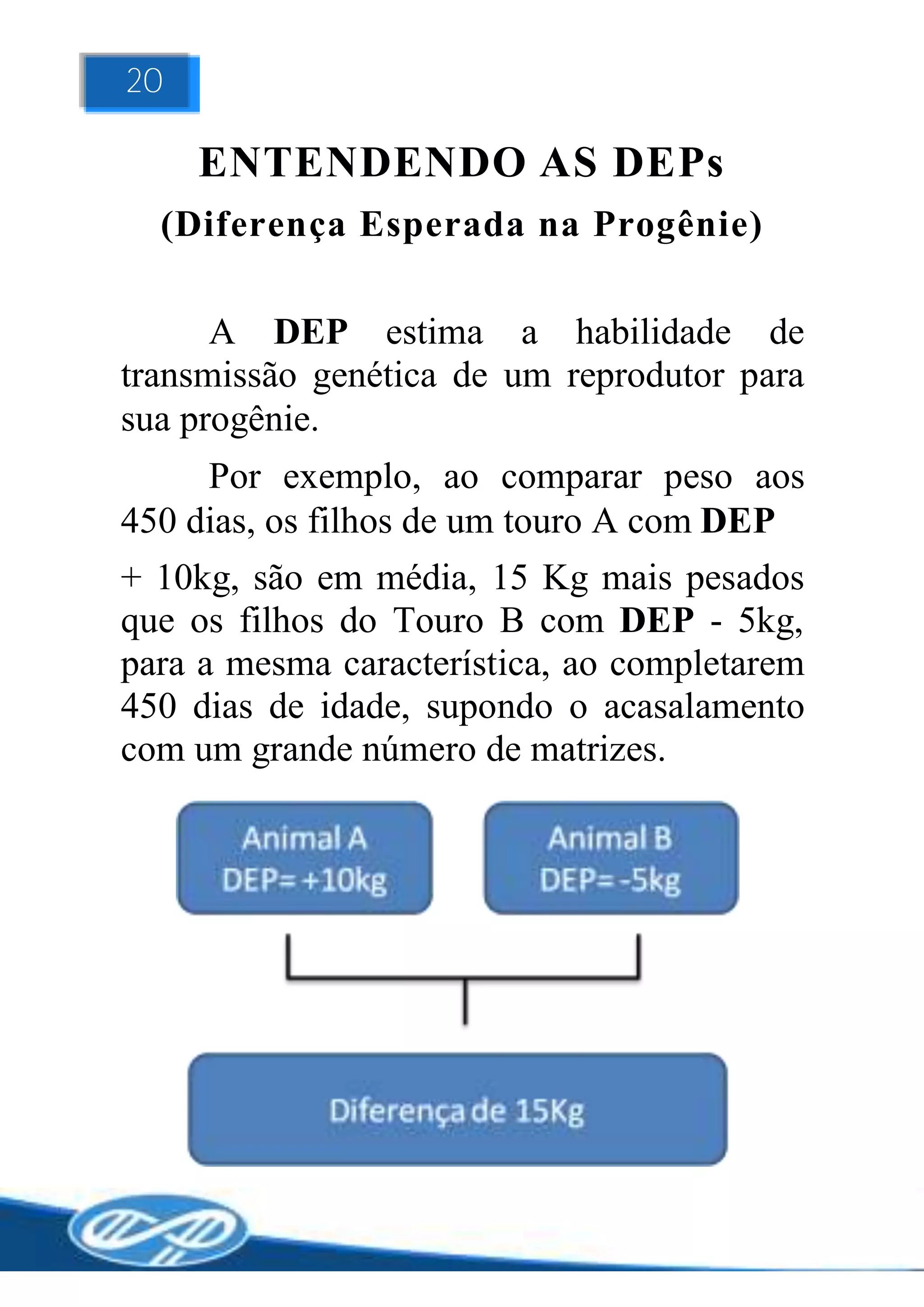 20

     ENTENDENDO AS DEPs
  (Diferença Esperada na Progênie)

      A DEP estima a habilidade de
transmissão genética de um reprodutor para
sua progênie.
     Por exemplo, ao comparar peso aos
450 dias, os filhos de um touro A com DEP
+ 10kg, são em média, 15 Kg mais pesados
que os filhos do Touro B com DEP - 5kg,
para a mesma característica, ao completarem
450 dias de idade, supondo o acasalamento
com um grande número de matrizes.
 
