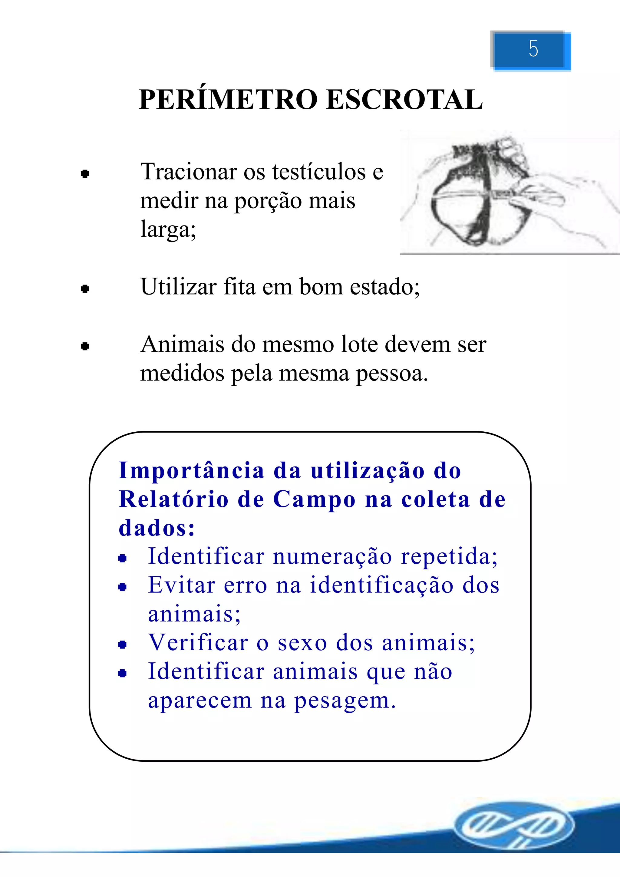 5

 PERÍMETRO ESCROTAL

 Tracionar os testículos e
 medir na porção mais
 larga;

 Utilizar fita em bom estado;

 Animais do mesmo lote devem ser
 medidos pela mesma pessoa.


Importância da utilização do
Relatório de Campo na coleta de
dados:
  Identificar numeração repetida;
  Evitar erro na identificação dos
  animais;
  Verificar o sexo dos animais;
  Identificar animais que não
  aparecem na pesagem.
 