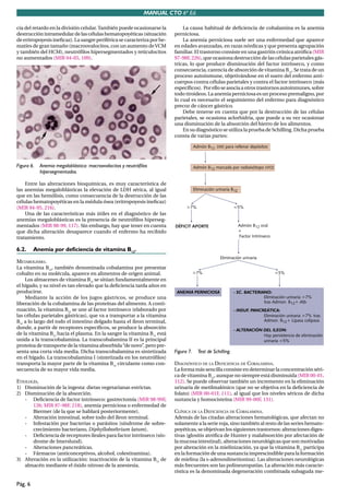 MANUAL CTO 6ª Ed.

cia del retardo en la división celular. También puede ocasionarse la         La causa habitual de deﬁciencia de cobalamina es la anemia
destrucción intramedular de las células hematopoyéticas (situación       perniciosa.
de eritropoyesis ineﬁcaz). La sangre periférica se caracteriza por he-       La anemia perniciosa suele ser una enfermedad que aparece
matíes de gran tamaño (macroovalocitos, con un aumento de VCM            en edades avanzadas, en razas nórdicas y que presenta agrupación
y también del HCM), neutróﬁlos hipersegmentados y reticulocitos          familiar. El trastorno consiste en una gastritis crónica atróﬁca (MIR
no aumentados (MIR 04-05, 109).                                          97-98F, 226), que ocasiona destrucción de las células parietales gás-
                                                                         tricas, lo que produce disminución del factor intrínseco, y como
                                                                         consecuencia, carencia de absorción de vitamina B12. Se trata de un
                                                                         proceso autoinmune, objetivándose en el suero del enfermo anti-
                                                                         cuerpos contra células parietales y contra el factor intrínseco (más
                                                                         especíﬁcos). Por ello se asocia a otros trastornos autoinmunes, sobre
                                                                         todo tiroideos. La anemia perniciosa es un proceso premaligno, por
                                                                         lo cual es necesario el seguimiento del enfermo para diagnóstico
                                                                         precoz de cáncer gástrico.
                                                                             Debe tenerse en cuenta que por la destrucción de las células
                                                                         parietales, se ocasiona aclorhidria, que puede a su vez ocasionar
                                                                         una disminución de la absorción del hierro de los alimentos.
                                                                             En su diagnóstico se utiliza la prueba de Schilling. Dicha prueba
                                                                         consta de varias partes:




Figura 6.   Anemia megaloblástica: macroovalocitos y neutrófilos
            hipersegmentados.

    Entre las alteraciones bioquímicas, es muy característica de
las anemias megaloblásticas la elevación de LDH sérica, al igual
que en las hemólisis, como consecuencia de la destrucción de las
células hematopoyéticas en la médula ósea (eritropoyesis ineﬁcaz)
(MIR 94-95, 216).
    Una de las características más útiles en el diagnóstico de las
anemias megaloblásticas es la presencia de neutróﬁlos hiperseg-
mentados (MIR 98-99, 117). Sin embargo, hay que tener en cuenta
que dicha alteración desaparece cuando el enfermo ha recibido
tratamiento.

6.2.     Anemia por deficiencia de vitamina B12.

METABOLISMO.
La vitamina B12, también denominada cobalamina por presentar
cobalto en su molécula, aparece en alimentos de origen animal.
    Los almacenes de vitamina B12 se sitúan fundamentalmente en
el hígado, y su nivel es tan elevado que la deﬁciencia tarda años en
producirse.
    Mediante la acción de los jugos gástricos, se produce una
liberación de la cobalamina de las proteínas del alimento. A conti-
nuación, la vitamina B12 se une al factor intrínseco (elaborado por
las células parietales gástricas), que va a transportar a la vitamina
B12 a lo largo del todo el intestino delgado hasta el íleon terminal,
donde, a partir de receptores especíﬁcos, se produce la absorción
de la vitamina B12 hacia el plasma. En la sangre la vitamina B12 está
unida a la transcobalamina. La transcobalamina II es la principal
proteína de transporte de la vitamina absorbida “de novo”, pero pre-
senta una corta vida media. Dicha transcobalamina es sintetizada         Figura 7.   Test de Schilling.
en el hígado. La transcobalamina I (sintetizada en los neutróﬁlos)
transporta la mayor parte de la vitamina B12 circulante como con-        DIAGNÓSTICO DE LA DEFICIENCIA DE COBALAMINA.
secuencia de su mayor vida media.                                        La forma más sencilla consiste en determinar la concentración séri-
                                                                         ca de vitamina B12, aunque no siempre está disminuida (MIR 00-01,
ETIOLOGÍA.                                                               112). Se puede observar también un incremento en la eliminación
1) Disminución de la ingesta: dietas vegetarianas estrictas.             urinaria de metilmalónico (que no se objetiva en la deﬁciencia de
2) Disminución de la absorción.                                          folato) (MIR 00-01F, 111), al igual que los niveles séricos de dicha
    - Deﬁciencia de factor intrínseco: gastrectomía (MIR 98-99F,         sustancia y homocisteína (MIR 99-00F, 131).
       126; MIR 97-98F, 218), anemia perniciosa o enfermedad de
       Biermer (de la que se hablará posteriormente).                    CLÍNICA DE LA DEFICIENCIA DE COBALAMINA.
    - Alteración intestinal, sobre todo del íleon terminal.              Además de las citadas alteraciones hematológicas, que afectan no
    - Infestación por bacterias o parásitos (síndrome de sobre-          solamente a la serie roja, sino también al resto de las series hemato-
       crecimiento bacteriano, Diphyllobothrium latum).                  poyéticas, se objetivan los siguientes trastornos: alteraciones diges-
    - Deﬁciencia de receptores ileales para factor intrínseco (sín-      tivas (glositis atróﬁca de Hunter y malabsorción por afectación de
       drome de Imerslund).                                              la mucosa intestinal), alteraciones neurológicas que son motivadas
    - Alteraciones pancreáticas.                                         por alteración en la mielinización, ya que la vitamina B12 participa
    - Fármacos (anticonceptivos, alcohol, colestiramina).                en la formación de una sustancia imprescindible para la formación
3) Alteración en la utilización: inactivación de la vitamina B12 de      de mielina (la s-adenosilmetionina). Las alteraciones neurológicas
    almacén mediante el óxido nitroso de la anestesia.                   más frecuentes son las polineuropatías. La alteración más caracte-
                                                                         rística es la denominada degeneración combinada subaguda me-

Pág. 6
 