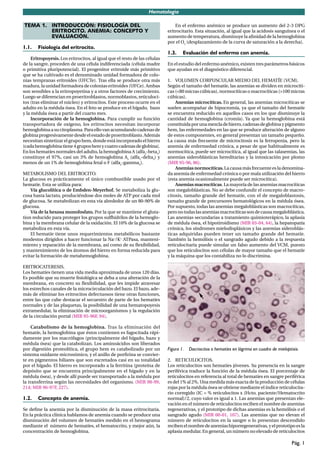 Hematología

TEMA 1. INTRODUCCIÓN: FISIOLOGÍA DEL                                            En el enfermo anémico se produce un aumento del 2-3 DPG
        ERITROCITO. ANEMIA: CONCEPTO Y                                      eritrocitario. Esta situación, al igual que la acidosis sanguínea o el
        EVALUACIÓN.                                                         aumento de temperatura, disminuye la aﬁnidad de la hemoglobina
                                                                            por el O2 (desplazamiento de la curva de saturación a la derecha).
1.1.    Fisiología del eritrocito.
                                                                            1.3.    Evaluación del enfermo con anemia.
     Eritropoyesis. Los eritrocitos, al igual que el resto de las células
de la sangre, proceden de una célula indiferenciada (célula madre           En el estudio del enfermo anémico, existen tres parámetros básicos
o primitiva pluripotencial). El progenitor eritroide más primitivo          que ayudan en el diagnóstico diferencial.
que se ha cultivado es el denominado unidad formadora de colo-
nias tempranas eritroides (UFCTe). Tras ella se produce otra más            1. VOLUMEN CORPUSCULAR MEDIO DEL HEMATÍE (VCM).
madura, la unidad formadora de colonias eritroides (UFCe). Ambas            Según el tamaño del hematíe, las anemias se dividen en microcíti-
son sensibles a la eritropoyetina y a otros factores de crecimiento.        cas (<80 micras cúbicas), normocíticas o macrocíticas (>100 micras
Luego se diferencian en proeritroblastos, normoblastos, reticuloci-         cúbicas).
tos (tras eliminar el núcleo) y eritrocitos. Este proceso ocurre en el           Anemias microcíticas. En general, las anemias microcíticas se
adulto en la médula ósea. En el feto se produce en el hígado, bazo          suelen acompañar de hipocromía, ya que el tamaño del hematíe
y la médula ósea a partir del cuarto mes.                                   se encuentra reducido en aquellos casos en los que disminuye la
     Incorporación de la hemoglobina. Para cumplir su función               cantidad de hemoglobina (cromía). Ya que la hemoglobina está
transportadora de oxígeno, los eritrocitos necesitan incorporar             constituida por una mezcla de hierro, cadenas de globina y pigmento
hemoglobina a su citoplasma. Para ello van acumulando cadenas de            hem, las enfermedades en las que se produce alteración de alguno
globina progresivamente desde el estado de proeritroblasto. Además          de estos componentes, en general presentan un tamaño pequeño.
necesitan sintetizar el grupo hem, donde está incorporado el hierro         La causa más frecuente de microcitosis es la ferropenia, pero la
(cada hemoglobina tiene 4 grupos hem y cuatro cadenas de globina).          anemia de enfermedad crónica, a pesar de que habitualmente es
En los hematíes normales del adulto, la hemoglobina A (alfa2-beta2)         normocítica, puede ser microcítica, al igual que las talasemias, las
constituye el 97%, casi un 3% de hemoglobina A2 (alfa2-delta2) y            anemias sideroblásticas hereditarias y la intoxicación por plomo
menos de un 1% de hemoglobina fetal o F (alfa2-gamma2).                     (MIR 95-96, 86).
                                                                                 Anemias normocíticas. La causa más frecuente es la denomina-
METABOLISMO DEL ERITROCITO.                                                 da anemia de enfermedad crónica o por mala utilización del hierro
La glucosa es prácticamente el único combustible usado por el               (esta anemia ocasionalmente puede ser microcítica).
hematíe. Esta se utiliza para:                                                   Anemias macrocíticas. La mayoría de las anemias macrocíticas
    Vía glucolítica o de Embden-Meyerhof. Se metaboliza la glu-             son megaloblásticas. No se debe confundir el concepto de macro-
cosa hasta lactato, produciéndose dos moles de ATP por cada mol             citosis, tamaño grande del hematíe, con el de megaloblastosis,
de glucosa. Se metabolizan en esta vía alrededor de un 80-90% de            tamaño grande de precursores hematológicos en la médula ósea.
glucosa.                                                                    Por supuesto, todas las anemias megaloblásticas son macrocíticas,
    Vía de la hexosa monofosfato. Por la que se mantiene el gluta-          pero no todas las anemias macrocíticas son de causa megaloblástica.
tion reducido para proteger los grupos sulfhidrilos de la hemoglo-          Las anemias secundarias a tratamiento quimioterápico, la aplasia
bina y la membrana celular de la oxidación. El 10% de la glucosa se         de médula ósea, el hipotiroidismo (MIR 03-04, 64), la hepatopatía
metaboliza en esta vía.                                                     crónica, los síndromes mielodisplásicos y las anemias sideroblás-
    El hematíe tiene unos requerimientos metabólicos bastante               ticas adquiridas pueden tener un tamaño grande del hematíe.
modestos dirigidos a hacer funcionar la Na+/K+ ATPasa, manteni-             También la hemólisis o el sangrado agudo debido a la respuesta
miento y reparación de la membrana, así como de su ﬂexibilidad,             reticulocitaria puede simular un falso aumento del VCM, puesto
y mantenimiento de los átomos del hierro en forma reducida para             que los reticulocitos son células de mayor tamaño que el hematíe
evitar la formación de metahemoglobina.                                     y la máquina que los contabiliza no lo discrimina.

ERITROCATERESIS.
Los hematíes tienen una vida media aproximada de unos 120 días.
Es posible que su muerte ﬁsiológica se deba a una alteración de la
membrana, en concreto su ﬂexibilidad, que les impide atravesar
los estrechos canales de la microcirculación del bazo. El bazo, ade-
más de eliminar los eritrocitos defectuosos tiene otras funciones,
entre las que cabe destacar el secuestro de parte de los hematíes
normales y de las plaquetas, la posibilidad de una hematopoyesis
extramedular, la eliminación de microorganismos y la regulación
de la circulación portal (MIR 95-96F, 94).

     Catabolismo de la hemoglobina. Tras la eliminación del
hematíe, la hemoglobina que éstos contienen es fagocitada rápi-
damente por los macrófagos (principalmente del hígado, bazo y
médula ósea) que la catabolizan. Los aminoácidos son liberados
por digestión proteolítica, el grupo hem es catabolizado por un             Figura 1.   Dacriocitos o hematíes en lágrima en cuadro de mieloptisis.
sistema oxidante microsómico, y el anillo de porﬁrina se convier-
te en pigmentos biliares que son excretados casi en su totalidad            2. RETICULOCITOS.
por el hígado. El hierro es incorporado a la ferritina (proteína de         Los reticulocitos son hematíes jóvenes. Su presencia en la sangre
depósito que se encuentra principalmente en el hígado y en la               periférica traduce la función de la médula ósea. El porcentaje de
médula ósea), y desde allí puede ser transportado a la médula por           reticulocitos en referencia al total de hematíes en sangre periférica
la transferrina según las necesidades del organismo. (MIR 98-99,            es del 1% al 2%. Una medida más exacta de la producción de células
214; MIR 96-97F, 227).                                                      rojas por la médula ósea se obtiene mediante el índice reticulocita-
                                                                            rio corregido (IC = % reticulocitos x (Hcto. paciente/Hematocrito
1.2.    Concepto de anemia.                                                 normal)/2, cuyo valor es igual a 1. Las anemias que presentan ele-
                                                                            vación en el número de reticulocitos reciben el nombre de anemias
Se deﬁne la anemia por la disminución de la masa eritrocitaria.             regenerativas, y el prototipo de dichas anemias es la hemólisis o el
En la práctica clínica hablamos de anemia cuando se produce una             sangrado agudo (MIR 00-01, 107). Las anemias que no elevan el
disminución del volumen de hematíes medido en el hemograma                  número de reticulocitos en la sangre o lo presentan descendido
mediante el número de hematíes, el hematocrito, y mejor aún, la             reciben el nombre de anemias hiporregenerativas, y el prototipo es la
concentración de hemoglobina.                                               aplasia medular. En general, un número no elevado de reticulocitos

                                                                                                                                               Pág. 1
 