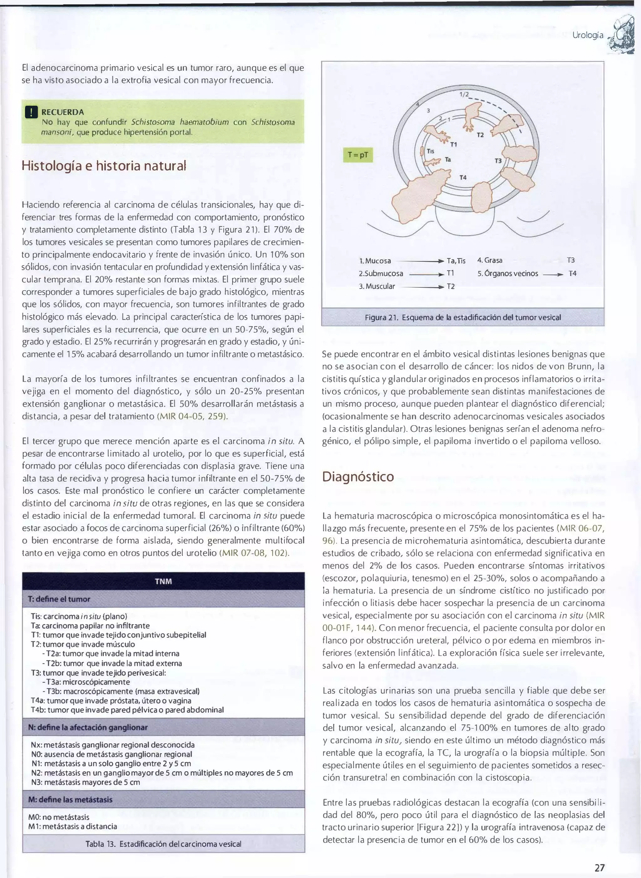 UrOI09¡a

El adenocarcinoma primario vesical es un tumor raro, aunque es el que
se ha visto asociado a la extrofia vesical con mayor frecuencia.

o RECUERDA

No hay que confundir Schisrosoma haemarobium con SchislOsoma

mansoni, que prod uce

hipertensión portal.

Histología e historia natural
Haciendo referencia al carcinoma de células transicionales, hay que di­
ferenciar tres formas de la enfermedad con comportamiento, pronóstico
y tratamiento completamente distinto (Tabla 1 3 y Figura 2 1 ). El 70% de
los tumores vesicales se presentan como tumores papilares de crecimien­
to principalmente endocavitario y frente de invasión único. Un 1 0% son
sólidos, con invasión tentacular en profundidad y extensión linfática y vas­
cular temprana. El 20% restante son formas mixtas. El primer grupo suele
corresponder a tumores superficiales de bajo grado histológico, mientras
que los sólidos, con mayor frecuencia, son tumores infiltrantes de grado
histológico más elevado. la principal característica de los tumores papi­
lares superficiales es la recurrencia, que ocurre en un 50-75%, según el
grado y estadio. El 25% recurrirán y progresarán en grado y estadio, y úni­
camente e1 1 5% acabará desarrollando un tumor infiltrante o metastásico.
la mayoría de los tumores infi ltrantes se encuentran confinados a la
vejiga en el momento del d iagnóstico, y sólo un 20-25% presentan

1. Mucosa ----;.� Ta,Tis

2.5ubmucosa

J

T1

4. Grasa -----+J T3
5. Órganos vecinos

_

T4

3. Muscular ----+J 12
Figura 2 1 . Esquema de la estadificación del tumor vesical

Se puede encontrar en el ámbito vesical disti ntas lesiones benignas que
no se asocian con el desarrollo de cáncer: los nidos de von Brunn, la
cistitis quística y glandular origi nados en procesos inflamatorios o ¡rrila­

extensión ganglionar o metastásica. El 50% desarrollarán metástasis a

tivos cróni cos, y que probablemente sean distintas manifestaciones de
un mismo proceso, aunque pueden plantear el diagnóstico diferencial;

distancia, a pesar del tratamiento (MIR 04-05, 259).

(ocasionalmente se han descrito adenocarcinomas vesicales asociados

El tercer grupo que merece mención aparle es el carcinoma in situ. A

a la cistitis glandular). Olras lesiones benignas serían el adenoma nefro­
génico, el pólipo simple, el papiloma i nvertido o el papiloma velloso.

pesar de encontrarse l imitado al urotelio, por lo que es superficial, está
formado por células poco diferenciadas con displasia grave. Tiene una
alta tasa de recidiva y progresa hacia tumor i nfiltrante en el 50-75% de
los casos. Este mal pronóstico le confiere un carácter completamente

Diag nóstico

distinto del carcinoma in siw de otras regiones, en las que se considera
el estadio inicial de la enfermedad tumoral. El carcinoma in situ puede

la hematuria macroscópica o m icroscópica monosintomática es el ha­

estar asociado a focos de carcinoma superficial (26%) o ¡nfiltrante (60%)

llazgo más frecuente, presente en el 75% de los pacientes (MIR 06-07,

o bien encontrarse de forma aislada, siendo generalmente multifocal

96). la presencia de microhematuria asintomática, descubierta durante

tanto en vejiga como en otras puntos del uratelio (MIR 07-08, 1 02).

estudios de cribado, sólo se relaciona con enfermedad significativa en
menos del 2% de los casos. Pueden encontrarse síntomas irritativos
(escozor, polaquiuria, tenesmo) en el 25-30%, solos o acompañando a
la hematuria. la presencia de un síndrome cistítico no justificado por
i nfección o litiasis debe hacer sospechar la presencia de un carcinoma

Tis: carcinoma in situ (plano)
Ta: carcinoma papilar no infiltrante
T1: tumor que invade tejido conjuntivo subepitelial
T2: tumor que invade músculo
- T2a: tumor que invade la mitad interna
- T2b: tumor que invade la mitad externa
T3: tumor que invade tejido perivesical:
• T3a: microscópicamente
- T3b: macroscópicamente (masa extravesical)
T4a: tumor que invade próstata, útero o vagina
T4b: tumor que invade pared pélvica o pared abdominal

Nx: metástasis ganglionar regional desconocida
NO: ausencia de metástasis ganglionar regional
N1: metástasis a un solo ganglio entre 2 y 5 cm
N2: metástasis en un ganglio mayor de 5 cm o múltiples no mayores de 5 cm
N3: metástasis mayores de 5 cm

vesical, especialmente por su asociación con el carcinoma in situ (MIR
00-01 F, 1 44). Con menor frecuencia, el paciente consulta por dolor en
flanco por obstrucción ureteral, pélvico o por edema en miembros in­
feriores (extensión l infática). la exploración física suele ser i rrelevante,
salvo en la enfermedad avanzada.
las citologías urinarias son una prueba sencilla y fiable que debe ser
rea l izada en todos los casos de hematuria asi ntomática o sospecha de
tumor vesical. Su sensibilidad depende del grado de diferenciación
del tumor vesical, alcanzando el 75-1 00% en tumores de alto grado
y carcinoma in situ, siendo en este último un método diagnóstico más
rentable que la ecografía, la Te, la urografía o la biopsia múltiple. Son
especialmente útiles en el seguimiento de pacientes sometidos a resec­
ción transuretral en combinación con la cistoscopia.
Entre las pruebas radiológicas destacan la ecografía (con una sensibi l i­

MO: no metástasis
M l : metástasis a distancia

Tabla 13. Estadificación del carcinoma vesical

dad del 80%, pera poco útil para el d iagnóstico de las neoplasias del
tracto urinario superior (Figura 22]) y la urografía intravenosa (capaz de
detectar la presencia de tumor en el 60% de los casos).

27

a

 