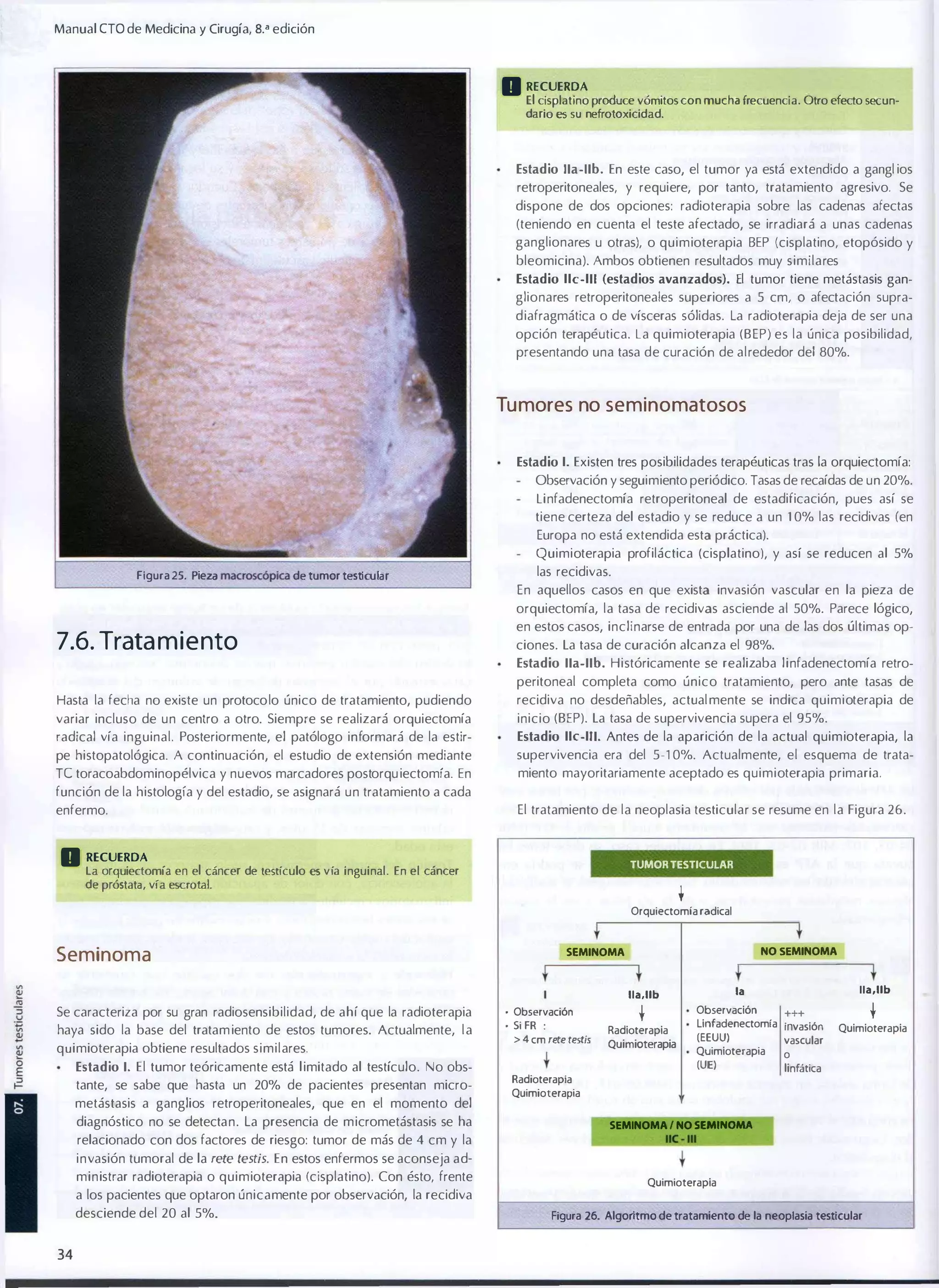 Manual eTO de Medicina y Cirugía, 8.a edición

D RECUERDA

El cisplatino produce vómitos con mucha frecuencia. Otro efecto secun�

dario es su nefrotoxicidad.

Estadio lIa-lIb. En este caso, el tumor ya está extendido a gangl ios

retroperitoneales, y requiere, por tanto, tratamiento agresivo. Se
dispone de dos opciones: radioterapia sobre las cadenas afectas
(teniendo en cuenta el teste afectado, se irradiará a unas cadenas
ganglionares u otras), o quimioterapia BEP (cisplatino, etopósido y
bleomicina). Ambos obtienen resultados muy similares
Estadio 11e-1II (estadios avanzados). El tumor tiene metástasis gan�

glionares retroperitoneales superiores a 5 cm, O afectación supra�
diafragmática o de vísceras sólidas. La radioterapia deja de ser una
opción terapéutica. La quimioterapia (BEP) es la única posibilidad,
presentando una tasa de curación de alrededor del 80%.

Tu mores no seminomatosos
Estadio 1. Existen tres posibilidades terapéuticas tras la orquiectomía:

Observación y seguimiento periódico. Tasas de recaídas de un 20%.
linfadenectomía retroperitoneal de estadificación, pues así se
tiene certeza del estadio y se reduce a un 1 0% las recidivas (en
Europa no está extendida esta práctica).
Quimioterapia profiláctica (cisplatino), y así se reducen al 5%
Figura 25. Pieza

las recidivas.

de tumor testicula r

En aquellos casos en que exista invasión vascular en la pieza de
orquiectomía, la tasa de recidivas asciende al 50%. Parece lógico,
en estos casos, inclinarse de entrada por una de las dos últimas op�

7.6. Trata m i e nto

ciones. La tasa de curación alcanza el 98%.
Estadio lIa-lIb. Históricamente se realizaba linfadenectomía retro�

peritoneal completa como único tratamiento, pero ante tasas de
Hasta la fecha no existe un protocolo único de tratamiento, pudiendo

recidiva no desdeñables, actual mente se indica quimioterapia de

variar incluso de un centro a otro. Siempre se realizará orquiectomía
radical vía inguinal. Posteriormente, el patólogo informará de la estir­

inicio (BEP). La tasa de supervivencia supera el 95%.
Estadio 11e-1II. Antes de la aparición de la actual quimioterapia, la

pe histopatológica. A continuación, el estudio de extensión mediante

supervivencia era del 5·1 0%. Actualmente, el esquema de trata­

Te toracoabdominopélvica y nuevos marcadores postorqu iectomía. En

miento mayoritariamente aceptado es quimioterapia primaria.

función de la histología y del estadio, se asignará un tratamiento a cada
El tratamiento de la neoplasia testicular se resume en la Figura 26.

enfermo.

D RECUERDA

La orquiectomía en el cáncer de testículo
de próstata , vía escrotal.

es

TUMOR TESTICULAR

v ía inguinal. En el cáncer

t

Orquiectomía radical

Seminoma

NO SEMINOMA

SEMINOMA

t

t

t

Se caracteriza por su gran radiosensibilidad, de ahí que la radioterapia
haya sido la base del tratam iento de estos tumores. Actualmente, l a
quimioterapia obtiene resultados similares.
Estadio l. El tumor teóricamente está l imitado al testículo. No obs�

tante, se sabe que hasta un 20% de pacientes presentan micro�
metástasis a ganglios retroperitoneales, que en el momento del
diagnóstico no se detectan. La presencia de micrometástasis se ha
relacionado con dos factores de riesgo: tumor de más de 4 cm y la
invasión tumoral de la rete lestis. En estos enfermos se aconseja ad�
ministrar radioterapia o quimioterapia (cisplatino). Con ésto, frente
a los pacientes que optaron únicamente por observación, la recidiva
desciende del 20 al 5%.

34

•
•

Observación
Si FR :

> 4 cm rere testis

t

Radioterapia

Quimioterapia

t

tla,lIb

la

lIa,lIb

Observación
Linfadenectomra
(EEUUI
Quimioterapia
(UEI

Radioterapia
Quimioterapia

+++

invasión
vascular

t

Quimioterapia

o
linfática

SEMINOMA I NO SElIllfIOMA

Quimioterapia
Figura 26. Algor
itmo de tratamiento de la neoplasia testicular

 