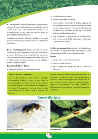 Heliothis v.


                                                              a
                                                              Los riegos deben ser ligeros
                                                              a libres de maleza
                                                              Tener campos
                                                              a de insecticidas de amplio espectro, los
                                                              Evitar el uso
2.1.10.- Cigarritas (Empoasca kraemeri), son pequeños         que provocan la muerte de controladores naturales
insectos de color verde picadores chupadores, que al          como rinacloa, chinches y crisoperlas. Después de
succionar la savia para alimentarse, producen un              una evaluación de campo pueden aplicarse caldos
encrespamiento en las hojas que muchas veces se               picantes o productos específicos.
confunde con síntomas de virosis.
                                                              a
                                                              Para los áfidos y la arañita roja, se pueden aplicar
Los adultos son activos saltadores voladores, mientras        azufres micronizados (PM), abamectinas ó Cihexatin
que las ninfas insectos juveniles) habitan en cara inferior   (Acarstin L600) : 60 cc/cil
de las hojas.

                                                              2.1.12.- Mariposa de la flor (Leptotes sp.), el adulto es
2.1.11.- Arañita Roja (Tetranychus urticae), son ácaros       una mariposa de un color azulado, al igual que sus larvas
de color rojo, que al succionar la savia para alimentarse,    se alimentan de las flores, provocando su caída.
producen debilitamiento y envejecimiento prematuro
                                                              Control
del cultivo; en campos fuertemente infestados producen
la deformación de vaina, deterioro de la calidad y            a campos libres de maleza
                                                              Mantener los
disminución en la cosecha.                                    a
                                                              Colocar trampas pegantes
Control (2.1.9, 2.1.10 y 2.1.11)                              a
                                                              Aplicar Methomil (100cc/cil de 200 litros) +
a cultivo en capacidad de campo
Mantener el                                                   Adherente

  ¿QUÉ ES UN INSECTO BENÉFICO?                                Los insectos controladores siempre están presentes en
  Los insectos benéficos, son también llamados                el campo y se les debe proteger evitando aplicaciones
  Controladores biológicos, debido a que tienen la            excesivas e innecesarias de pesticidas. La población de
  particularidad de alimentarse de las larvas o gusanos       estos insectos también puede ser aumentada para
  de los insectos plaga o de sus huevecillos. Por ejemplo,    lograr un mayor control de las plagas, mediante la
  la avispita Trichogramma , controla a los insectos          liberación estas avispitas que produce el laboratorio
  barrenadores de los brotes, como la Epinotia y el           del CEDEP.
  Heliotis..

                                            Control Biológico




Trichogramma pintoi                                           Hipodamia sp


                                                          10
 