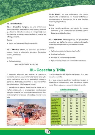 2.2.3.- Virosis, es una enfermedad sin control
                                                             actualmente, se caracteriza por mostrar síntomas de
                                                             encrespamiento y deformación de la hoja, también
                                                             mosaico y ampolladuras
2.2. ENFERMEDADES:
                                                             Control
2.2.1.- Chupadera fungosa, es una enfermedad
                                                             a certificada, procedente de campos
                                                             Usar semilla
producida por los hongos Rhizoctonia solani y Fusarium
                                                             semilleros y con certificación del CODESE (Comité
sp., atacan las plántulas en estado de emergencia (a nivel
                                                             Departamental de Semillas).
del cuello de la planta), ocasionándoles la muerte por
estrangulamiento.
Control                                                      2.2.4.- Nemátodes (Meloidogyne sp), son gusanos muy
                                                             pequeños que dañan las raíces, produciendo agallas
a
Hacer una buena desinfección de semilla
                                                             nudosas que no permiten el paso de los nutrientes.
                                                             Control
2.2.2.- Manchas foliares, es producida por diversos
                                                             a de materia orgánica al suelo
                                                             Aplicaciones
hongos, como la Alternaria alternata, Cercospora
cruenta, entre otros.                                        a
                                                             Araduras profundas

Control                                                      a cultivos con gramíneas
                                                             Rotación de

a con:
Aplicaciones                                                 a químicas con nematicidas sistémicos.
                                                             Aplicaciones

           Mancozeb (DITHANE M – 45 PM)


                                  III.- Cosecha y Trilla
El momento adecuado para realizar la cosecha es              La trilla depende del objetivo del grano, si es para
cuando las plantas adquieren el color pajizo típico y las    consumo o semilla.
vainas estén secas, pero no tan quebradizas, cuando el       Si es para consumo, puede ser mecánico si es para la
grano está destinado para semilla se requiere verificar      obtención de semilla la trilla debe ser manual, para no
una total madurez fisiológica en el campo.                   causar daños, rajaduras o rompimientos en la semilla.
La recolección es manual, arrancando las vainas por la
mañana colocándolas en canastas, jabas o costales para                            COMPOSICION QUIMICA
transportarlas a la “era” donde permanecerá unos días,                 Composición por 100 gramos de porción comestible
                                                                                      Pallares con     Pallares con                   Pallares
hasta completar el secado adecuado para una buena                 Compuesto            cáscaras         cáscaras
                                                                                                                       Pallar
                                                                                                                       morado
                                                                                                                                        sin
                                                                                        cocidas          crudas                       cáscara
trilla.
                                                                Energia (kcal)          103               331           336            337
                                                                Agua (g)                72,5              11,6          12,1           12,2
                                                                Proteína (g)            5,9               20,4          20,0           21,6
                                                                Grasa (g)               0,4               1,2           1,3            1,4
                                                                Carbohidrato (g)        19,5              61,4          62,8           61,6
                                                                Fibra (g)               4,1               3,8           4,7            1,0
                                                                Ceniza (g)              1,5               5,4           3,8            3,2
                                                                Calcio (mg)             28                70            51             38
                                                                Fósforo (mg)            34                318           358            205
                                                                Hierro (mg)             1,1               6,7           3,8            5,2
                                                                Retinol (mcg)           0                 3             -              -
                                                                Tiamina (mg)            0,00              0,28          0,50           0,55
                                                                Riboflavina (mg)        0,02              0,28          0,57           0,21
                                                                Niacina (mg)            0,59              3,20          2,52           2,25
                                                                Acido Ascórbico         0,1               7,5           -              0,0
                                                                Reducido (mg)

Foto CEDEP: Trilla Mecánica.                                     Fuente: Collazos, C. 1996. Tablas Peruanas de Composición de Alimentos.




                                                         11
 