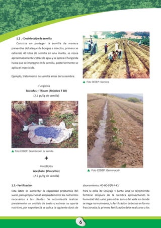 1.2 .- Desinfección de semilla
    Consiste en proteger la semilla de manera
preventiva del ataque de hongos e insectos, primero se
extiende 40 kilos de semilla en una manta, se rocea
aproximadamente 250 cc de agua y se aplica el fungicida
hasta que se impregne en la semilla, posteriormente se
aplica el insecticida.

Ejemplo, tratamiento de semilla antes de la siembra:
                                                                    Foto CEDEP: Siembra
                          Fungicida
             Tolclofos + Thiram (Rhizolex T 60)
                      (2.5 gr/Kg de semilla)




   Foto CEDEP: Desinfección de semilla


                               +
                           Insecticida
                      Acephate (Vencetho)                               Foto CEDEP: Germinación

                      (2.5 gr/Kg de semilla)


1.3.- Fertilización                                              abonamiento: 40-60-0 (N-P-K).
Esta labor es aumentar la capacidad productiva del               Para la zona de Ocucaje y Santa Cruz se recomienda
suelo, para proporcionar adecuadamente los nutrientes            fertilizar después de la siembra aprovechando la
necesarios a las plantas. Se recomienda realizar                 humedad del suelo, para otras zonas del valle en donde
previamente un análisis de suelo o estimar su aporte             se riega normalmente, la fertilización debe ser en forma
nutritivo, por experiencia se aplica la siguiente dosis de       fraccionada; la primera fertilización debe realizarse a los




                                                             6
 