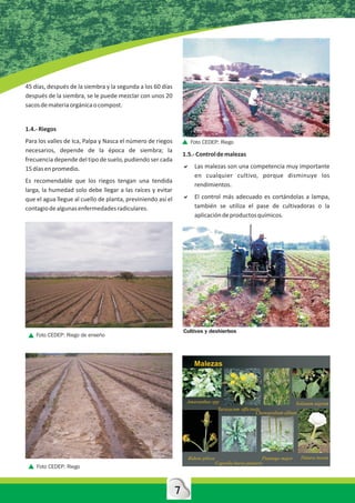 45 días, después de la siembra y la segunda a los 60 días
después de la siembra, se le puede mezclar con unos 20
sacos de materia orgánica o compost.


1.4.- Riegos
Para los valles de Ica, Palpa y Nasca el número de riegos           Foto CEDEP: Riego
necesarios, depende de la época de siembra; la
                                                                 1.5.- Control de malezas
frecuencia depende del tipo de suelo, pudiendo ser cada
15 días en promedio.                                             a son una competencia muy importante
                                                                 Las malezas
                                                                 en cualquier cultivo, porque disminuye los
Es recomendable que los riegos tengan una tendida
                                                                 rendimientos.
larga, la humedad solo debe llegar a las raíces y evitar
que el agua llegue al cuello de planta, previniendo así el       a más adecuado es cortándolas a lampa,
                                                                 El control
contagio de algunas enfermedades radiculares.                    también se utiliza el pase de cultivadoras o la
                                                                 aplicación de productos químicos.




                                                                 Cultivos y deshierbos
    Foto CEDEP: Riego de enseño




                                                                      Malezas




                                                                  Amaranthus spp                                       Solanum nigrum
                                                                                    Taraxacum officinale
                                                                                                      Chenopodium album




                                                                   Bidens pilosa                          Plantago major   Datura inoxia
                                                                                   Capsella bursa-pastoris
    Foto CEDEP: Riego



                                                             7
 