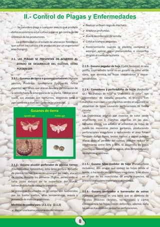 II.- Control de Plagas y Enfermedades
                                                                 a
                                                                 Realizar un buen riego de machaco.
     Se considera plaga a cualquier insecto que produce
daños económicos en el cultivo y que va en contra de los         a
                                                                 Araduras profundas.

intereses de los productores.                                    a
                                                                 Buena desinfección de semilla.
     La enfermedad es el estado de alteración fisiológica        a
                                                                 Colocar trampas pegantes.
que sufren los cultivos y es producido por un organismo          a
                                                                 Posteriormente cuando la plantita comienza a
vivo (hongos).
                                                                 emerger aplicar algún metamidofos o clorpirifos
                                                                 dirigido al cuello de la planta.
2.1. LAS PLAGAS SE PRESENTAN DE ACUERDO AL
    ESTADO DE DESARROLLO DEL CULTIVO, ESTAS
                                                                 2.1.3.- Gusano pegador de hoja (Cydia favivora), es una
    PUEDEN SER:
                                                                 polilla, cuyo estadío larval es un gusano de color verde
                                                                 claro, que enrosca las hojas comiéndolas y esque-
2.1.1.- Gusanos de tierra o gusanos cortadores (Agrotis          letizándolas.
ypsilon, Prodenia, Spodoptera frugiperda, Feltia
experta), son larvas que atacan desde la germinación de          2.1.4.- Comedores y perforadores de hojas (Andrecto
la semilla hasta la emergencia de la planta, habitan en el       sp.) “Escarabajo de hoja” o “Diabrótica de color”, son
suelo, sus ataques son nocturnos, comiendo total o               crisomélidos de tamaño pequeño, el primero con
parcialmente a nivel del cuello de las plántulas.                manchas marrones y con manchas verdes el segundo, se
                                                                 alimentan de hojas causando perforaciones de forma
                 Gusanos de tierra                               circular.
          Agrotis spp                 Feltia spp                 Las Diabróticas adultas son insectos de color verde
                                                                 amarillento con 6 manchas amarillas en las alas,
                                                                 llamadas élitros. Los adultos se alimentan de hojas de
                                                                 todas las menestras menos garbanzo, produciendo
                                                                 perforaciones irregulares y reduciendo el área foliar.
                                                                 También dañan flores, brotes tiernos y vainas pueden
                                                                 atacar todo el período del cultivo, pueden reducir el
                                                                 rendimiento entre 30% y 50%. El desarrollo de estos
                                                                 insectos es favorecido por la sequía, altas temperaturas y
                                                                 las malezas gramíneas.


2.1.2.- Gusano picador perforador de plantas tiernas             2.1.5.- Gusano falso medidor de hoja (Pseudoplusia
(Elamospalpus lignosellus), esta larva perfora el cuello         includens), son orugas que comen las hojas desde el
de plantas tiernas que recién emergen del suelo, atacan          borde, o haciendo perforaciones irregulares. Si se abusa
de noche, durante los primeros 25 días, penetrando el            en el uso de los insecticidas de amplio espectro, su
tallo justo debajo de la superficie del suelo,                   presencia adquiere importancia económica.
barrenándolo hasta causarle la muerte.
Se presentan focalizados en el campo son favorecidos             2.1.6.- Gusano perforador o barrenador de vainas
por los suelos sueltos, altas temperaturas, sequía y             (Epinotia aporema), es una larva que se alimenta de
presencia de malezas gramíneas.                                  tejidos jóvenes (brotes, terminales) y como
Medidas de control para (2.1.1) y (2.1.2)                        consecuencia las hojas crecen deformes; además daña
                                                                 las vainas haciéndoles pequeñas perforaciones.
a
Hacer una buena preparación del terreno.


                                                             8
 