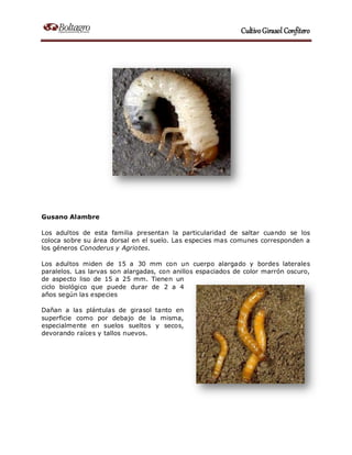 Manual cultivo girasol confitero Boltagro SRL
