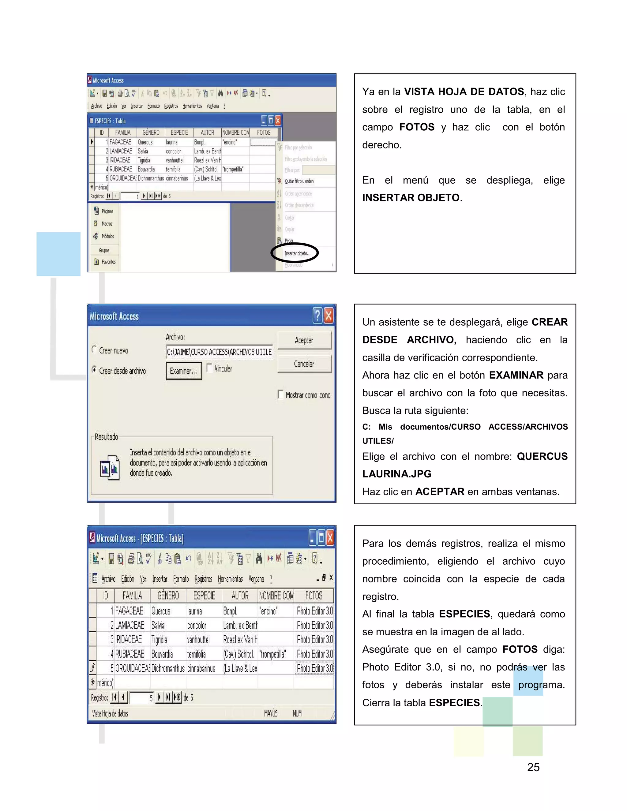 25
Ya en la VISTA HOJA DE DATOS, haz clic
sobre el registro uno de la tabla, en el
campo FOTOS y haz clic con el botón
derecho.
En el menú que se despliega, elige
INSERTAR OBJETO.
Un asistente se te desplegará, elige CREAR
DESDE ARCHIVO, haciendo clic en la
casilla de verificación correspondiente.
Ahora haz clic en el botón EXAMINAR para
buscar el archivo con la foto que necesitas.
Busca la ruta siguiente:
C: Mis documentos/CURSO ACCESS/ARCHIVOS
UTILES/
Elige el archivo con el nombre: QUERCUS
LAURINA.JPG
Haz clic en ACEPTAR en ambas ventanas.
Para los demás registros, realiza el mismo
procedimiento, eligiendo el archivo cuyo
nombre coincida con la especie de cada
registro.
Al final la tabla ESPECIES, quedará como
se muestra en la imagen de al lado.
Asegúrate que en el campo FOTOS diga:
Photo Editor 3.0, si no, no podrás ver las
fotos y deberás instalar este programa.
Cierra la tabla ESPECIES.
 