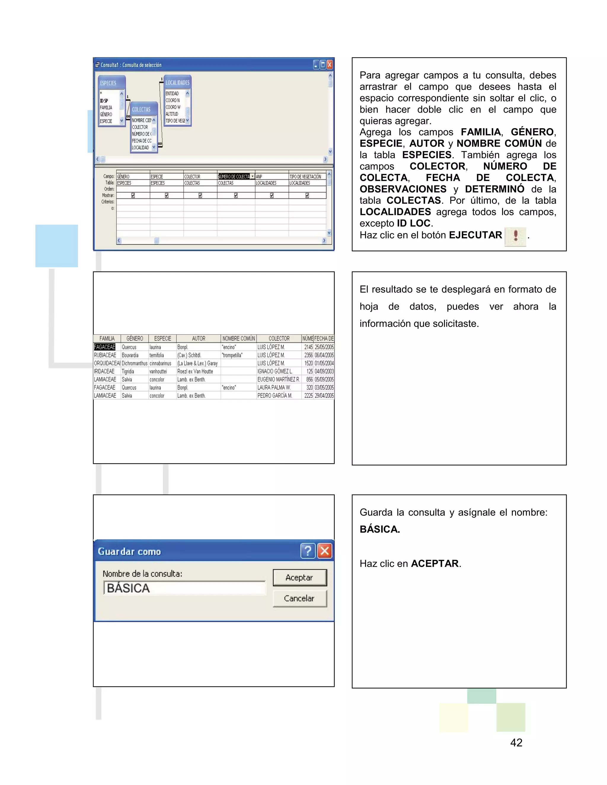42
El resultado se te desplegará en formato de
hoja de datos, puedes ver ahora la
información que solicitaste.
Para agregar campos a tu consulta, debes
arrastrar el campo que desees hasta el
espacio correspondiente sin soltar el clic, o
bien hacer doble clic en el campo que
quieras agregar.
Agrega los campos FAMILIA, GÉNERO,
ESPECIE, AUTOR y NOMBRE COMÚN de
la tabla ESPECIES. También agrega los
campos COLECTOR, NÚMERO DE
COLECTA, FECHA DE COLECTA,
OBSERVACIONES y DETERMINÓ de la
tabla COLECTAS. Por último, de la tabla
LOCALIDADES agrega todos los campos,
excepto ID LOC.
Haz clic en el botón EJECUTAR .
Guarda la consulta y asígnale el nombre:
BÁSICA.
Haz clic en ACEPTAR.
 