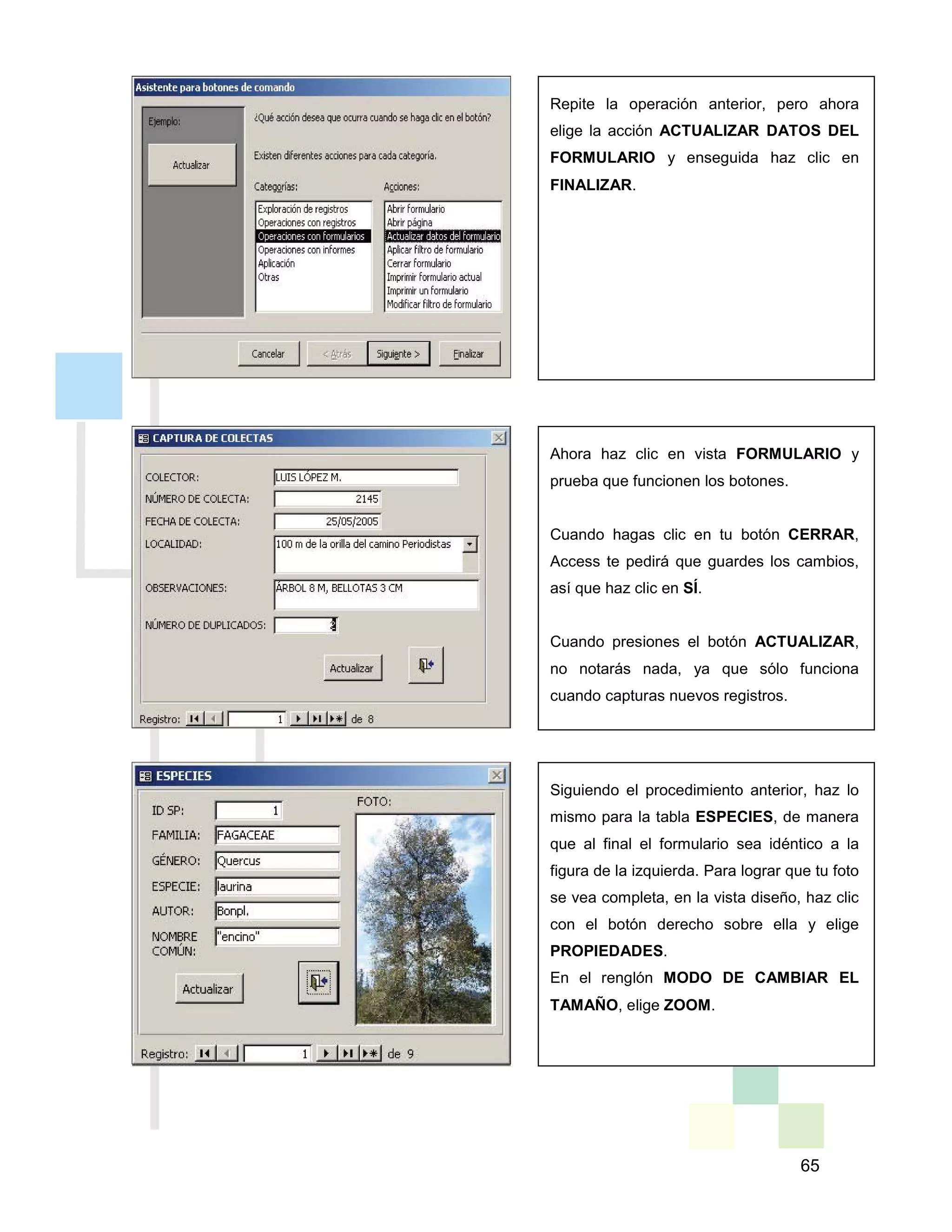 65
Repite la operación anterior, pero ahora
elige la acción ACTUALIZAR DATOS DEL
FORMULARIO y enseguida haz clic en
FINALIZAR.
Ahora haz clic en vista FORMULARIO y
prueba que funcionen los botones.
Cuando hagas clic en tu botón CERRAR,
Access te pedirá que guardes los cambios,
así que haz clic en SÍ.
Cuando presiones el botón ACTUALIZAR,
no notarás nada, ya que sólo funciona
cuando capturas nuevos registros.
Siguiendo el procedimiento anterior, haz lo
mismo para la tabla ESPECIES, de manera
que al final el formulario sea idéntico a la
figura de la izquierda. Para lograr que tu foto
se vea completa, en la vista diseño, haz clic
con el botón derecho sobre ella y elige
PROPIEDADES.
En el renglón MODO DE CAMBIAR EL
TAMAÑO, elige ZOOM.
 