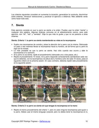 Manual de Adiestramiento Canino: Obediencia Básica



Los criterios siguientes consisten en aumentar la duración, generalizar la conducta, discriminar
entre órdenes, introducir distracciones y practicar el ejercicio a distancia. Más adelante verás
cómo hacer todo esto.


7. Sienta
Este ejercicio consiste en que tu perro se siente a la orden. Puedes usar la orden “sienta” o
cualquier otra palabra. Algunas órdenes comunes en el adiestramiento canino, para este
ejercicio, son “sit”, “sitz” y “sentado”. Elije la que más te guste y que no se parezca a otras
órdenes.

Sienta. Criterio 1: tu perro se sienta manteniendo su vista en la recompensa

  Sujeta una recompensa de comida y atrae la atención de tu perro con la misma. Retrocede
  un paso o dos mientras llevas la recompensa hacia tu hombro, de tal forma que tu perro la
  siga con la mirada.
  Lo más probable es que tu perro se siente. Haz click cuando eso ocurra y dale la
  recompensa a tu cachorro.
  Si tu perro no se sienta, repite el procedimiento (retrocede uno o dos pasos, etc.).
  Repite el procedimiento 10 veces. Si tu perro responde correctamente (sentándose cada vez
  que te detienes, con la recompensa a la altura de tu hombro) ocho de cada 10 veces, pasa al
  siguiente criterio en la próxima sesión. En caso contrario, deberás repetir este procedimiento
  en la siguiente sesión.




Sienta. Criterio 2: tu perro se sienta sin que tengas la recompensa en la mano

  Repite el mismo procedimiento del criterio 1, pero no uses ninguna recompensa para guiar a
  tu perro. Debes usar el mismo lenguaje corporal, pero no debes tener la recompensa en tu




Copyright 2007 Rodrigo Trigosso – DePerros.org                                               10
 