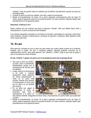 Manual de Adiestramiento Canino: Obediencia Básica


  costado. Trata de guiarlo hacia el costado que él prefiere naturalmente cuando se echa por
  voluntad propia.
  Cuando tu perro se eche de costado, haz click y dale la recompensa.
  Repite el procedimiento 10 veces. Si tu perro responde correctamente ocho de cada 10
  veces, pasa al siguiente criterio en la próxima sesión. En caso contrario, deberás repetir este
  procedimiento en la siguiente sesión.

Descanso. Criterios 2 al 4

Estos criterios son los mismos que para el ejercicio “échate”, sólo que debes hacer click y
recompensar a tu perro cuando se eche ladeado.

Los criterios siguientes consisten en aumentar la duración, generalizar la conducta, discriminar
entre órdenes, introducir distracciones y practicar el ejercicio a distancia. Más adelante verás
cómo hacer todo esto.


10. En pie
Este ejercicio consiste en que tu perro se pare sobre sus cuatro patas cuando se lo ordenas.
Puedes usar la orden “en pie” o cualquier palabra. Algunas órdenes comunes en el
adiestramiento canino, para este ejercicio, son “parado” y “stand”. Elije la que más te guste y
que no se parezca a otras órdenes.

En pie. Criterio 1: guías a tu perro con la recompensa para que se ponga de pie

  Haz que tu perro se siente o
  se eche, pero si ordenárselo.
  Simplemente guíalo con la
  recompensa de comida, pero
  sin dársela.
  Luego, acerca la recompensa
  a su nariz y muévela
  lentamente hacia adelante,
  de forma perpendicular al
  suelo (si tu perro está
  echado, tendrás que levantar
  la recompensa un poco para
  que tu perro no se arrastre
  por el piso).
  En su afán por seguir la
  recompensa, tu perro se
  levantará.    Haz    click    y
  recompensa a tu perro en
  ese preciso instante. Asegúrate de hacer click y recompensar a tu perro antes que pueda dar
  un paso.
  Repite el procedimiento 10 veces. Si tu perro responde correctamente ocho de cada 10
  veces, pasa al siguiente criterio en la próxima sesión. En caso contrario, deberás repetir este
  procedimiento en la siguiente sesión.




Copyright 2007 Rodrigo Trigosso – DePerros.org                                                14
 