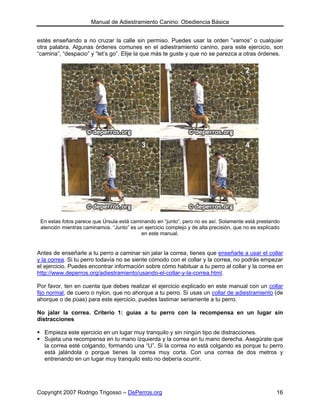 Manual de Adiestramiento Canino: Obediencia Básica


estés enseñando a no cruzar la calle sin permiso. Puedes usar la orden “vamos” o cualquier
otra palabra. Algunas órdenes comunes en el adiestramiento canino, para este ejercicio, son
“camina”, “despacio” y “let’s go”. Elije la que más te guste y que no se parezca a otras órdenes.




 En estas fotos parece que Úrsula está caminando en “junto”, pero no es así. Solamente está prestando
 atención mientras caminamos. “Junto” es un ejercicio complejo y de alta precisión, que no es explicado
                                           en este manual.


Antes de enseñarle a tu perro a caminar sin jalar la correa, tienes que enseñarle a usar el collar
y la correa. Si tu perro todavía no se siente cómodo con el collar y la correa, no podrás empezar
el ejercicio. Puedes encontrar información sobre cómo habituar a tu perro al collar y la correa en
http://www.deperros.org/adiestramiento/usando-el-collar-y-la-correa.html.

Por favor, ten en cuenta que debes realizar el ejercicio explicado en este manual con un collar
fijo normal, de cuero o nylon, que no ahorque a tu perro. Si usas un collar de adiestramiento (de
ahorque o de púas) para este ejercicio, puedes lastimar seriamente a tu perro.

No jalar la correa. Criterio 1: guías a tu perro con la recompensa en un lugar sin
distracciones

  Empieza este ejercicio en un lugar muy tranquilo y sin ningún tipo de distracciones.
  Sujeta una recompensa en tu mano izquierda y la correa en tu mano derecha. Asegúrate que
  la correa esté colgando, formando una “U”. Si la correa no está colgando es porque tu perro
  está jalándola o porque tienes la correa muy corta. Con una correa de dos metros y
  entrenando en un lugar muy tranquilo esto no debería ocurrir.




Copyright 2007 Rodrigo Trigosso – DePerros.org                                                       16
 