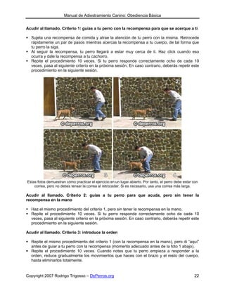 Manual de Adiestramiento Canino: Obediencia Básica


Acudir al llamado. Criterio 1: guías a tu perro con la recompensa para que se acerque a ti

  Sujeta una recompensa de comida y atrae la atención de tu perro con la misma. Retrocede
  rápidamente un par de pasos mientras acercas la recompensa a tu cuerpo, de tal forma que
  tu perro la siga.
  Al seguir la recompensa, tu perro llegará a estar muy cerca de ti. Haz click cuando eso
  ocurra y dale la recompensa a tu cachorro.
  Repite el procedimiento 10 veces. Si tu perro responde correctamente ocho de cada 10
  veces, pasa al siguiente criterio en la próxima sesión. En caso contrario, deberás repetir este
  procedimiento en la siguiente sesión.




Estas fotos demuestran cómo practicar el ejercicio en un lugar abierto. Por tanto, el perro debe estar con
    correa, pero no debes tensar la correa al retroceder. Si es necesario, usa una correa más larga.

Acudir al llamado. Criterio 2: guías a tu perro para que acuda, pero sin tener la
recompensa en la mano

  Haz el mismo procedimiento del criterio 1, pero sin tener la recompensa en la mano.
  Repite el procedimiento 10 veces. Si tu perro responde correctamente ocho de cada 10
  veces, pasa al siguiente criterio en la próxima sesión. En caso contrario, deberás repetir este
  procedimiento en la siguiente sesión.

Acudir al llamado. Criterio 3: introduce la orden

  Repite el mismo procedimiento del criterio 1 (con la recompensa en la mano), pero di “aquí”
  antes de guiar a tu perro con la recompensa (momento adecuado antes de la foto 1 abajo).
  Repite el procedimiento 10 veces. Cuando notes que tu perro empieza a responder a la
  orden, reduce gradualmente los movimientos que haces con el brazo y el resto del cuerpo,
  hasta eliminarlos totalmente.


Copyright 2007 Rodrigo Trigosso – DePerros.org                                                         22
 