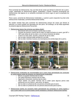 Manual de Adiestramiento Canino: Obediencia Básica


Para aumentar las distracciones, haz una lista de las cosas que llaman la atención de tu perro.
Luego, clasifícalas en distracciones ligeras, moderadas y fuertes. Empieza aumentando las
distracciones más ligeras en un ambiente controlado (el mismo lugar en que le enseñaste los
ejercicios).

Poco a poco, aumenta las distracciones moderadas y, cuando tu perro responda muy bien ante
distracciones moderadas, aumenta distracciones fuertes.

No existen recetas fijas para aumentar las distracciones porque las cosas que llaman la
atención a un perro pueden ser ignoradas por otro perro. Sin embargo, en las listas siguientes
te presento algunas distracciones frecuentes.

  Distracciones ligeras (las primeras que debes añadir)
          o Movimiento lento de tus brazos cuando das la orden.
          o Cambiar de posición cuando das la orden (si estás de frente a tu perro, gira 90º o
              180º justo antes de dar la orden o en el mismo momento de darla).
          o Trotar en el sitio antes, durante y después de dar la orden.
          o Dar la orden mientras estás sentado en una silla.
          o Dar la orden mientras mueves una recompensa de comida (lejos de tu perro).




  Distracciones moderadas (es recomendable que tu perro haya generalizado las conductas
  en varios lugares antes de empezar con distracciones moderadas)
          o Mover un juguete mientras das la orden.
          o Dar saltos pequeños mientras das la orden.
          o Agacharte y levantarte mientras das la orden.
          o Hacer rebotar una pelota mientras das la orden (para algunos perros esta
              distracción es muy fuerte y, para otros, es ligera).
          o Dar la orden en presencia de una persona conocida para el perro.
          o Dar la orden en presencia de una persona desconocida para el perro.

  Distracciones fuertes (es necesario haber generalizado las conductas en varios lugares y
  que tu perro esté con la correa puesta cuando empiezas a introducir distracciones fuertes)


Copyright 2007 Rodrigo Trigosso – DePerros.org                                              32
 