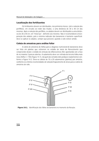 Localização dos fertilizantes
Os fertilizantes devem ser distribuídos, nos primeiros meses, (até a seleção dos
perfilhos), em círculos ao redor das mudas, a uma distância de 30 a 40 cm das
mesmas. Após a seleção dos perfilhos, os adubos devem ser distribuídos a uma distân-
cia de 30 a 40 cm, em "meia lua", defronte aos mesmos. Não é recomendável a incor-
poração dos adubos, pois o sistema radicular das bananeiras é bastante superficial;
deve-se aplicar os adubos, sempre que possível, quando o solo estiver úmido.
Coleta de amostras para análise foliar
A coleta de amostras de folhas para a diagnose nutricional de bananeiras deve
ser feita em plantas que estiverem no estádio de início do florescimento que
compreende desde o estádio de emissão da inflorescência (flor apontando) até a fase
de no máximo 3 pencas abertas. A subamostra deve ser retirada da terceira folha mais
nova (folha 3 - F lll) (Figura 14.1), da qual são cortados dois pedaços (subamostra) con-
forme a Figura 14.2. Deve-se coletar de 10 a 20 subamostras (plantas) por amostra,
conforme os critérios recomendados de seleção/mapeamento de áreas para a coleta de
amostras de solo.
234
Manual de Adubação e de Calagem …
F II
F IV
F VIII
F VI
F III
F I
F VII
F IV
F IX
F II
F IV
F VIII
F VI
F III
F I
F VII
F IV
F IX
Figura 14.1. Identificação das folhas da bananeira no momento da floração.
 