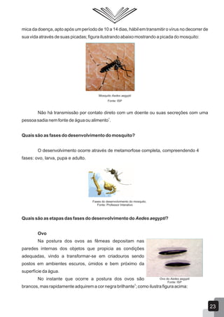 mica da doença, apto após um período de 10 a 14 dias, hábil em transmitir o vírus no decorrer de
sua vida através de suas picadas; figura ilustrando abaixo mostrando a picada do mosquito:
Mosquito Aedes aegypti
Fonte: ISP
Não há transmissão por contato direto com um doente ou suas secreções com uma
1
pessoa sadia nem fonte de água ou alimento .
Quais são as fases do desenvolvimento do mosquito?
O desenvolvimento ocorre através de metamorfose completa, compreendendo 4
fases: ovo, larva, pupa e adulto.
Fases do desenvolvimento do mosquito.
Fonte: Professor Interativo
Quais são as etapas das fases do desenvolvimento do Aedes aegypti?
Ovo
Na postura dos ovos as fêmeas depositam nas
paredes internas dos objetos que propicia as condições
adequadas, vindo a transformar-se em criadouros sendo
postos em ambientes escuros, úmidos e bem próximo da
superfície da água.
No instante que ocorre a postura dos ovos são
3
brancos, mas rapidamente adquirem a cor negra brilhante ; como ilustra figura acima:
Ovo do Aedes aegypti
Fonte: ISP
23
 