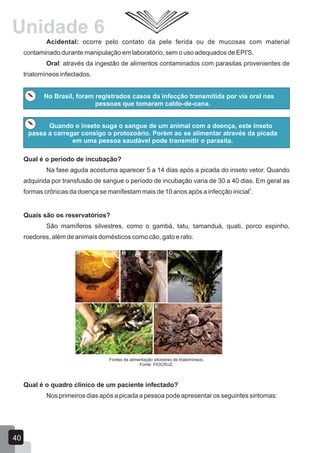 Acidental: ocorre pelo contato da pele ferida ou de mucosas com material
contaminado durante manipulação em laboratório, sem o uso adequados de EPI'S.
Oral: através da ingestão de alimentos contaminados com parasitas provenientes de
triatomíneos infectados.
Quando o inseto suga o sangue de um animal com a doença, este inseto
passa a carregar consigo o protozoário. Porém ao se alimentar através da picada
em uma pessoa saudável pode transmitir o parasita.
No Brasil, foram registrados casos da infecção transmitida por via oral nas
pessoas que tomaram caldo-de-cana.
Qual é o período de incubação?
Na fase aguda acostuma aparecer 5 a 14 dias após a picada do inseto vetor. Quando
adquirida por transfusão de sangue o período de incubação varia de 30 a 40 dias. Em geral as
2
formas crônicas da doença se manifestam mais de 10 anos após a infecção inicial .
Quais são os reservatórios?
São mamíferos silvestres, como o gambá, tatu, tamanduá, quati, porco espinho,
roedores, além de animais domésticos como cão, gato e rato.
Fontes de alimentação silvestres de triatomíneos.
Fonte: FIOCRUZ.
Qual é o quadro clínico de um paciente infectado?
Nos primeiros dias após a picada a pessoa pode apresentar os seguintes sintomas:
40
Unidade 6
 