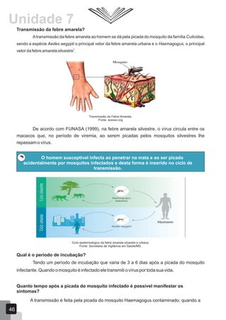 Transmissão da febre amarela?
Atransmissão da febre amarela ao homem se dá pela picada do mosquito da família Culicidae,
sendo a espécie Aedes aegypti o principal vetor da febre amarela urbana e o Haemagogus, o principal
2
vetor da febre amarela silvestre .
Transmissão da Febre Amarela.
Fonte: acesso.org
De acordo com FUNASA (1999), na febre amarela silvestre, o vírus circula entre os
macacos que, no período de viremia, ao serem picadas pelos mosquitos silvestres lhe
repassam o vírus.
O homem susceptível infecta ao penetrar na mata e ao ser picado
acidentalmente por mosquitos infectados e desta forma é inserido no ciclo de
transmissão.
Ciclo epidemiológico da febre amarela silvestre e urbana.
Fonte: Secretaria de Vigilância em Saúde/MS.
Qual é o período de incubação?
Tendo um período de incubação que varia de 3 a 6 dias após a picada do mosquito
infectante. Quando o mosquito é infectado ele transmiti o vírus por toda sua vida.
Quanto tempo após a picada do mosquito infectado é possível manifestar os
sintomas?
A transmissão é feita pela picada do mosquito Haemagogus contaminado; quando a
Unidade 7
46
 