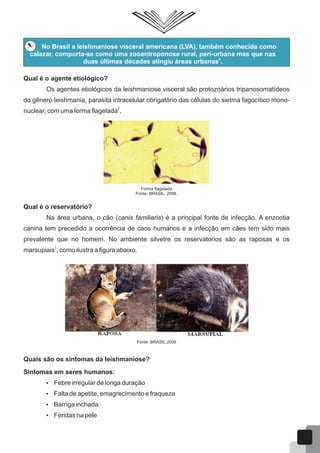No Brasil a leishmaniose visceral americana (LVA), também conhecida como
calazar, comporta-se como uma zooantroponose rural, peri-urbana mas que nas
4
duas últimas décadas atingiu áreas urbanas .
Qual é o agente etiológico?
Os agentes etiológicos da leishmaniose visceral são protozoários tripanosomatídeos
do gênero leishmania, parasita intracelular obrigatório das células do sietma fagocítico mono-
2
nuclear, com uma forma flagelada .
Forma flagelada
Fonte: BRASIL, 2006.
Qual é o reservatório?
Na área urbana, o cão (canis familiaris) é a principal fonte de infecção. A enzootia
canina tem precedido a ocorrência de caos humanos e a infecção em cães tem sido mais
prevalente que no homem. No ambiente silvetre os reservatorios são as raposas e os
1
marsupiais , como ilustra a figura abaixo.
Fonte: BRASIL,2006
Quais são os sintomas da leishmaniose?
Sintomas em seres humanos:
 Febre irregular de longa duração
 Falta de apetite, emagrecimento e fraqueza
 Barriga inchada
 Feridas na pele
52
 
