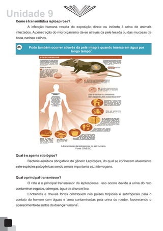 Pode também ocorrer através da pele íntegra quando imersa em água por
2
longo tempo .
Como é transmitida a leptospirose?
A infecção humana resulta da exposição direta ou indireta à urina de animais
infectados. A penetração do microrganismo da-se através da pele lesada ou das mucosas da
boca, narinas e olhos.
A transmissão da leptospirose no ser humano.
Fonte: DIVE/SC.
Qual é o agente etiológico?
Bactéria aeróbica obrigatória do gênero Leptospira, do qual se conhecem atualmente
sete espécies patogênicas sendo a mais importante a L. interrogans.
Qual o principal transmissor?
O rato é o principal transmissor da leptospirose, isso ocorre devido à urina do rato
contaminar esgotos, córregos, água de chuva e lixo.
Enchentes e chuvas fortes contribuem nos países tropicais e subtropicais para o
contato do homem com águas e lama contaminadas pela urina do roedor, favorecendo o
1
aparecimento de surtos da doença humana .
Unidade 9
57
 