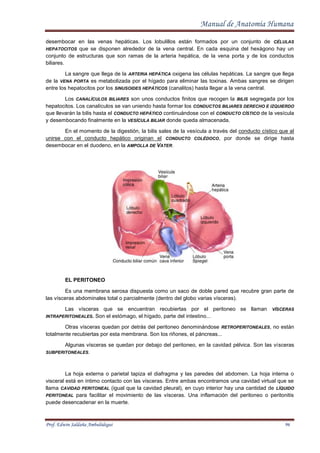 Edwin Vena Manual de Anatomia Normal Humana Prof. Edwin Ambulodegui | PDF
