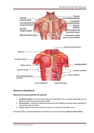 Manual de Anatomia Normal Humana Prof. Edwin Ambulodegui
