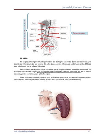 Manualde anatomiahumana
