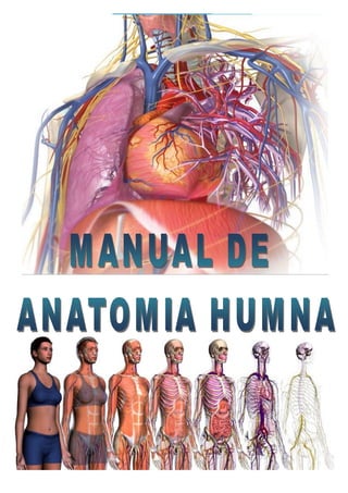 Manual de Anatomía Humana
Prof. Edwin Saldaña Ambulódegui 1
 