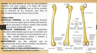 manual de anatomia humana estudiante.pptx