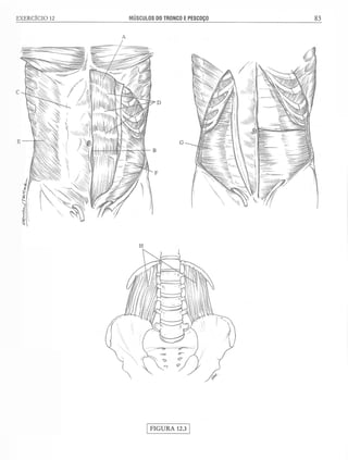 Manual_de_Anatomia_Humana_Para_Colorir.pdf