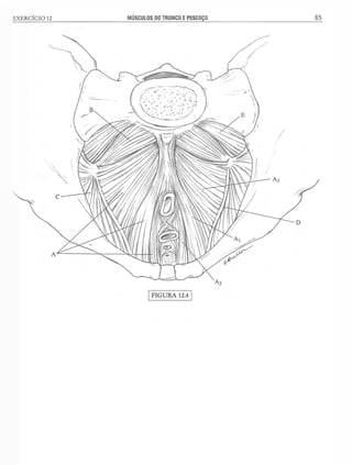 Manual_de_Anatomia_Humana_Para_Colorir.pdf